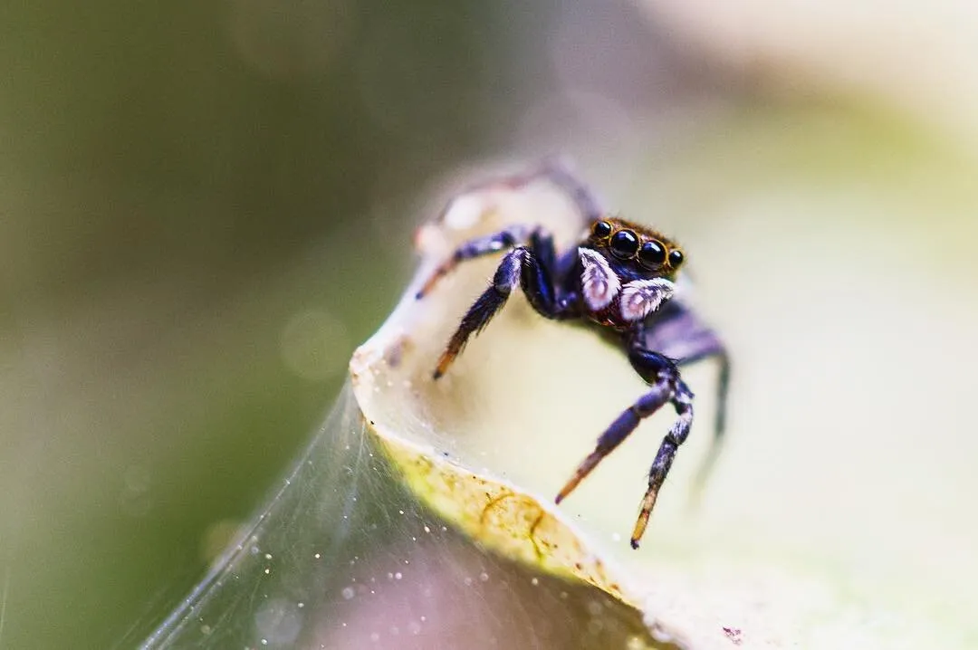 Spider