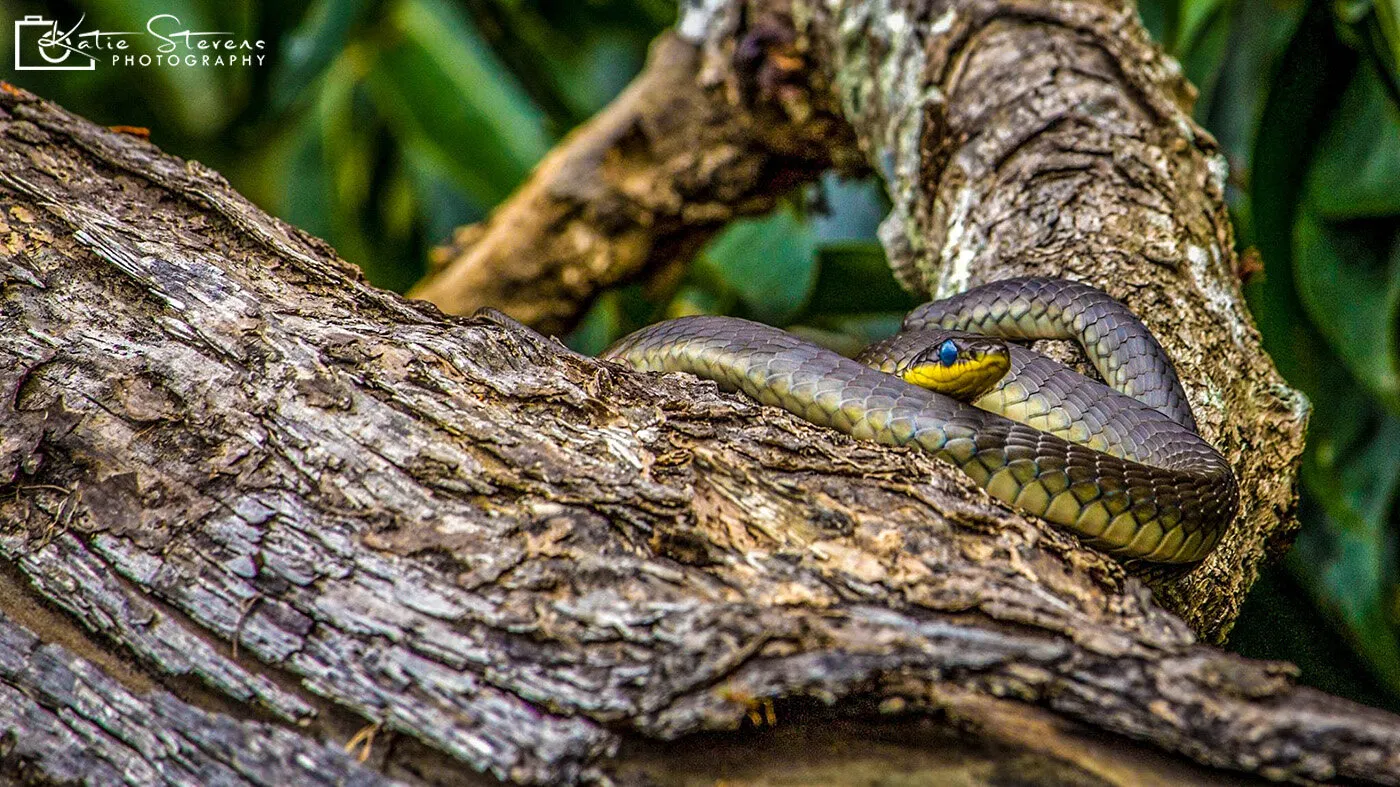 Snake in a tree