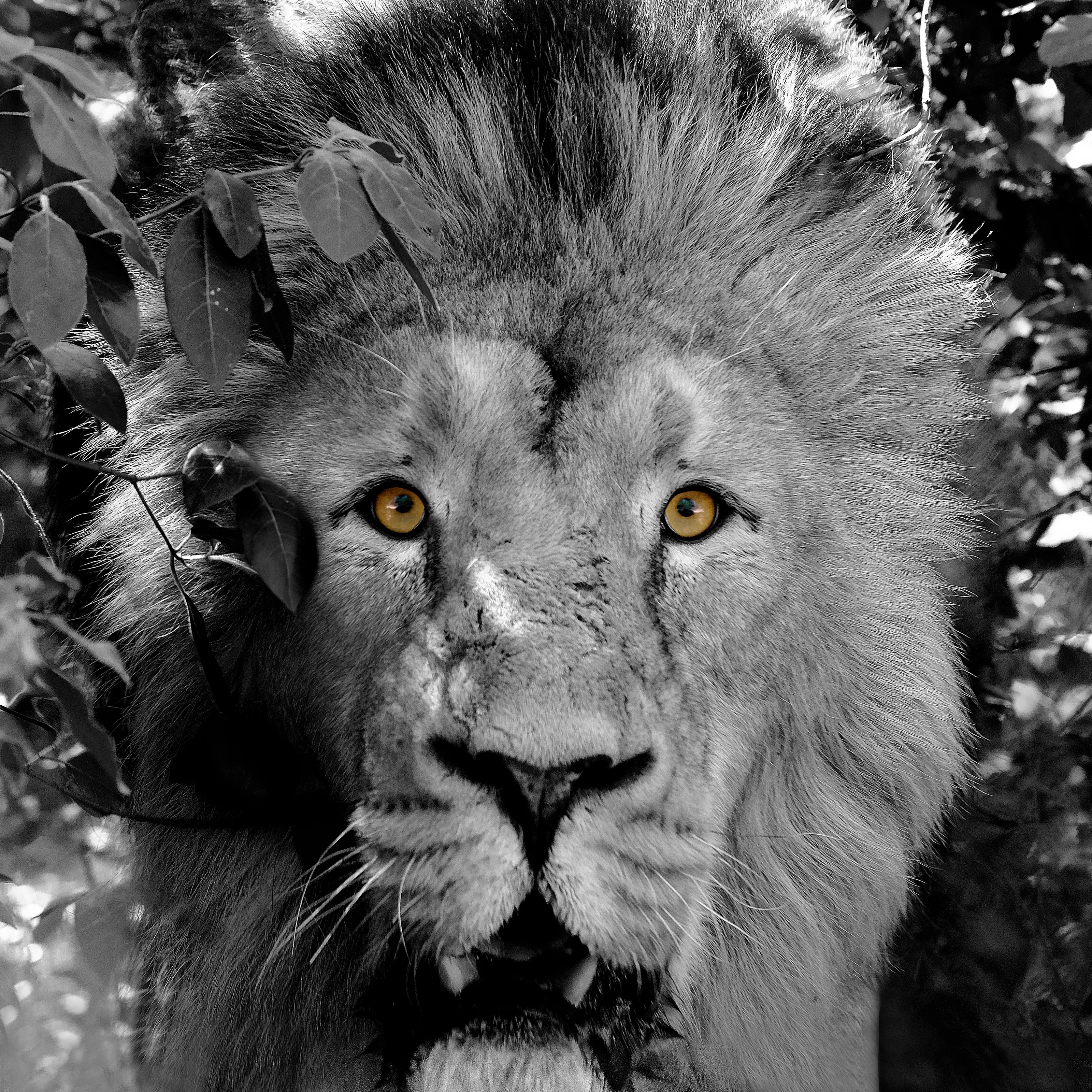 Lion attacks