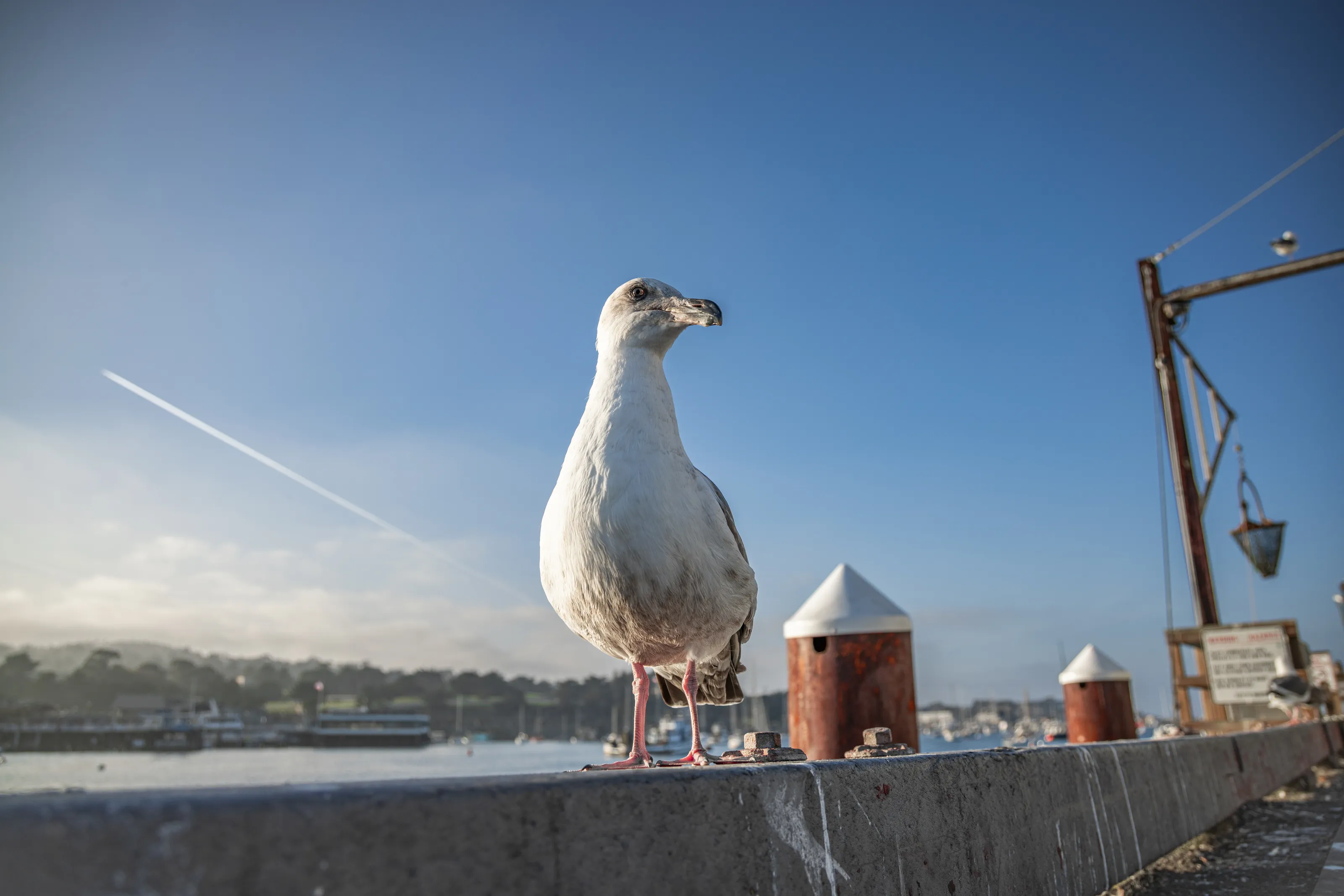 Relaxing Seagull