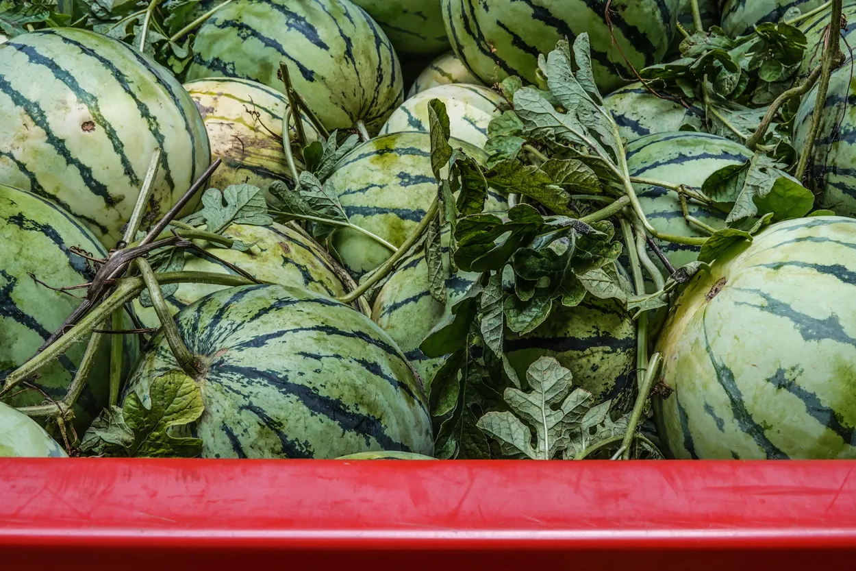 Water melons