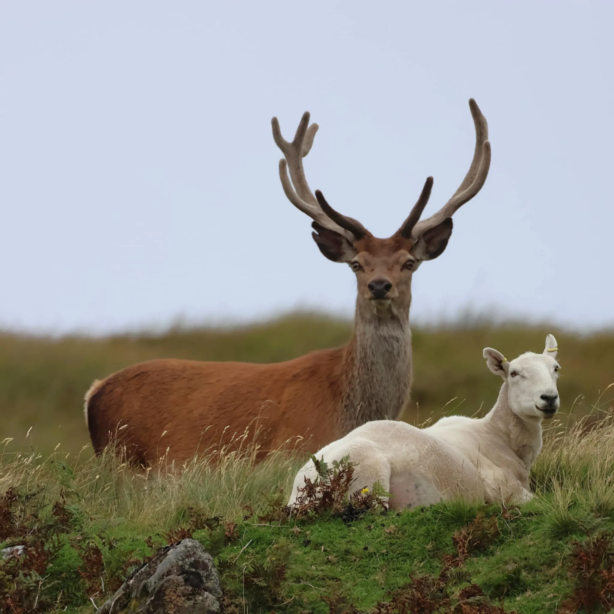 Stag & Sheep