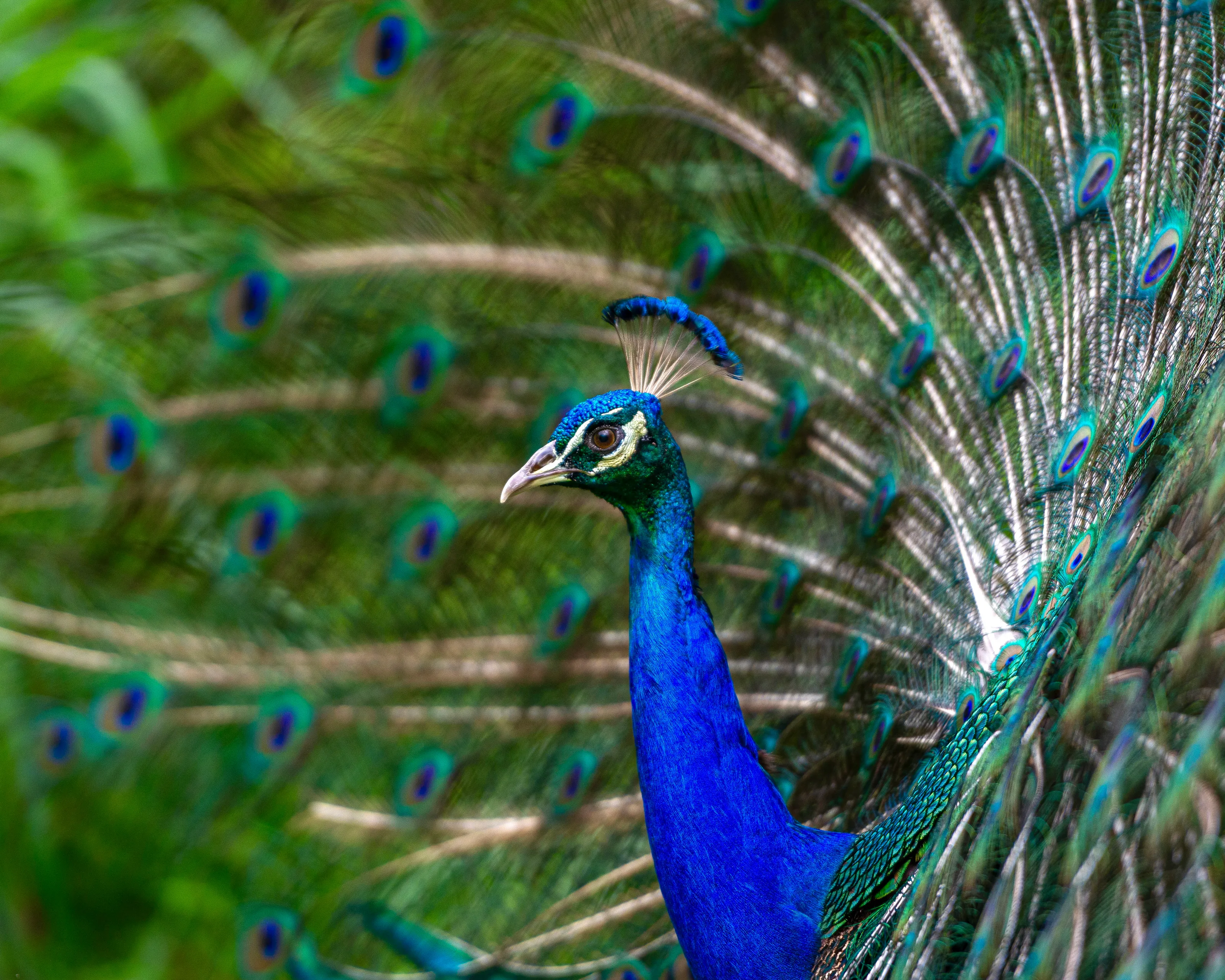 A Moment of Iridescence