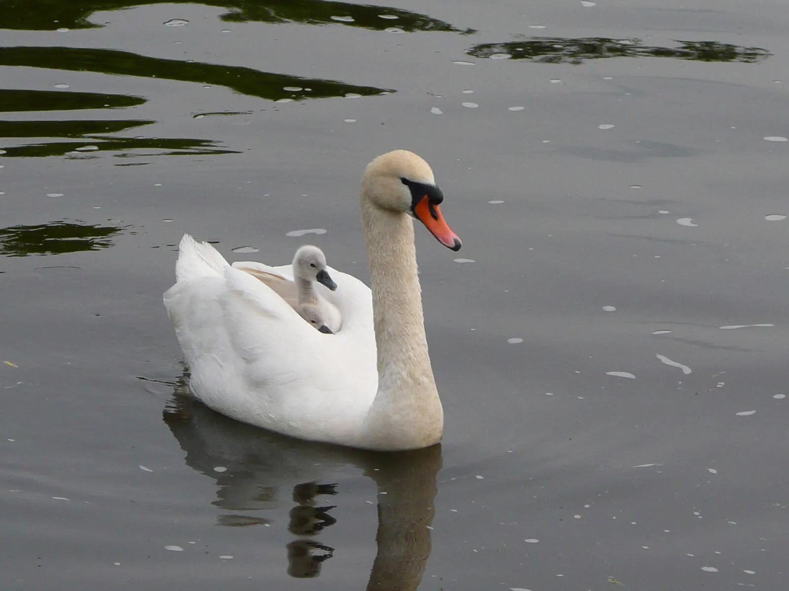 Swans at Sunbury on Thames