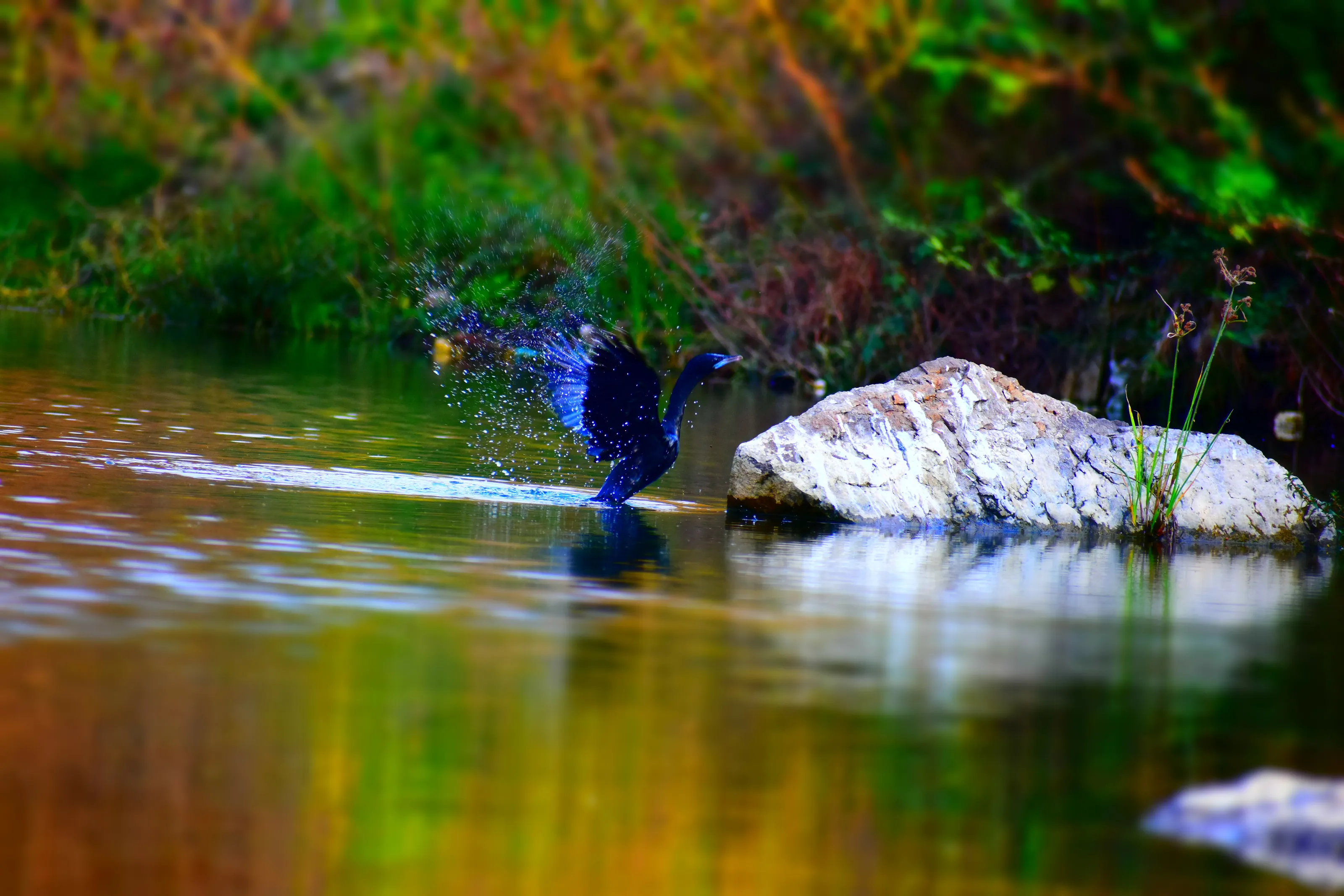 Nature with beauty