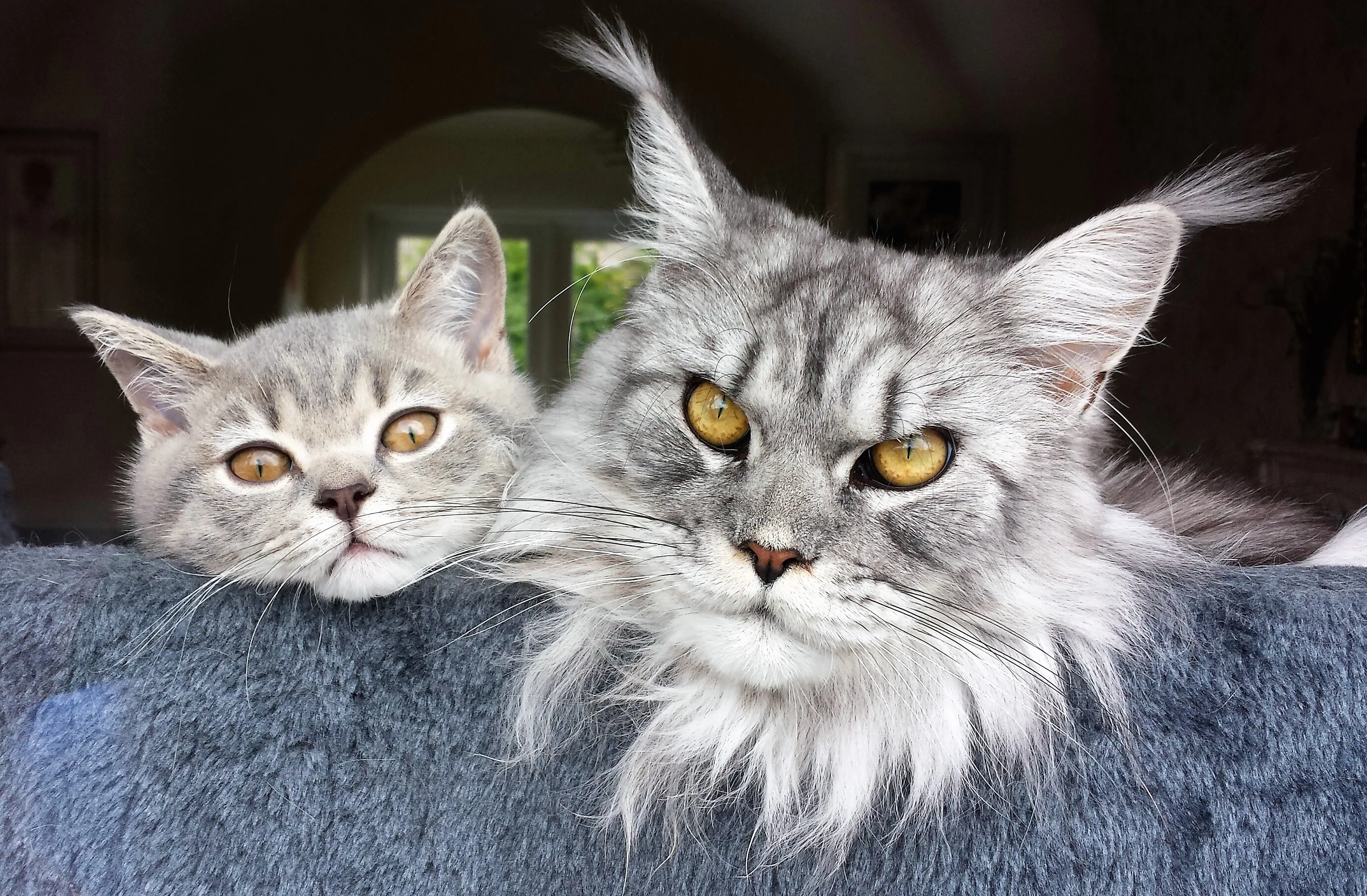 Neeko and Indy