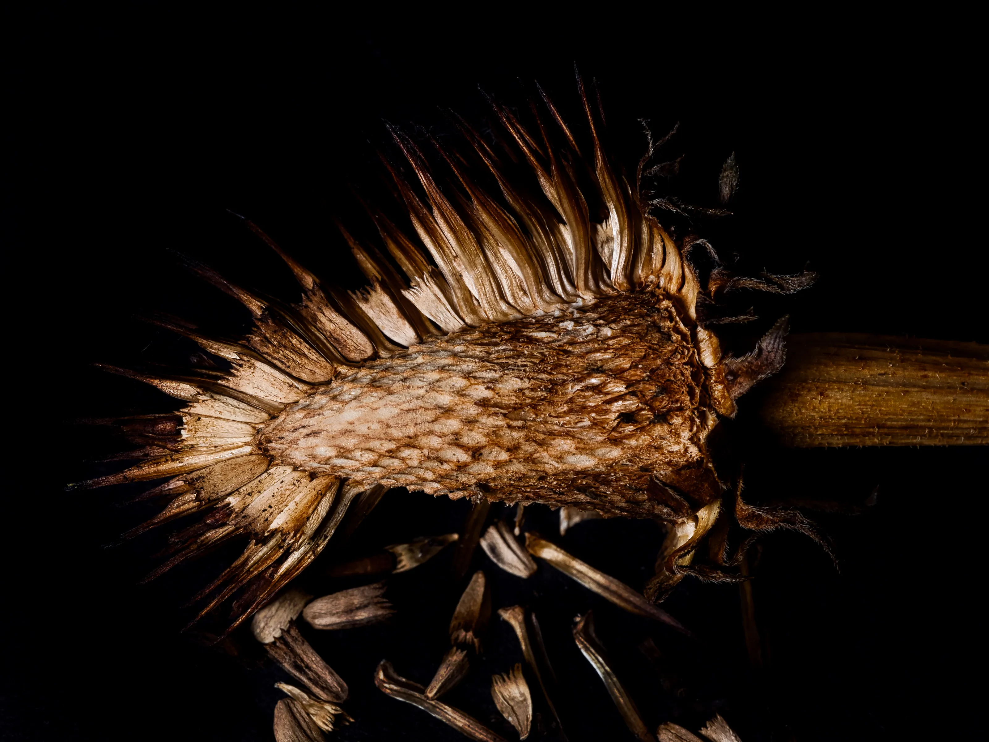 Dead Flowers and Seed Heads
