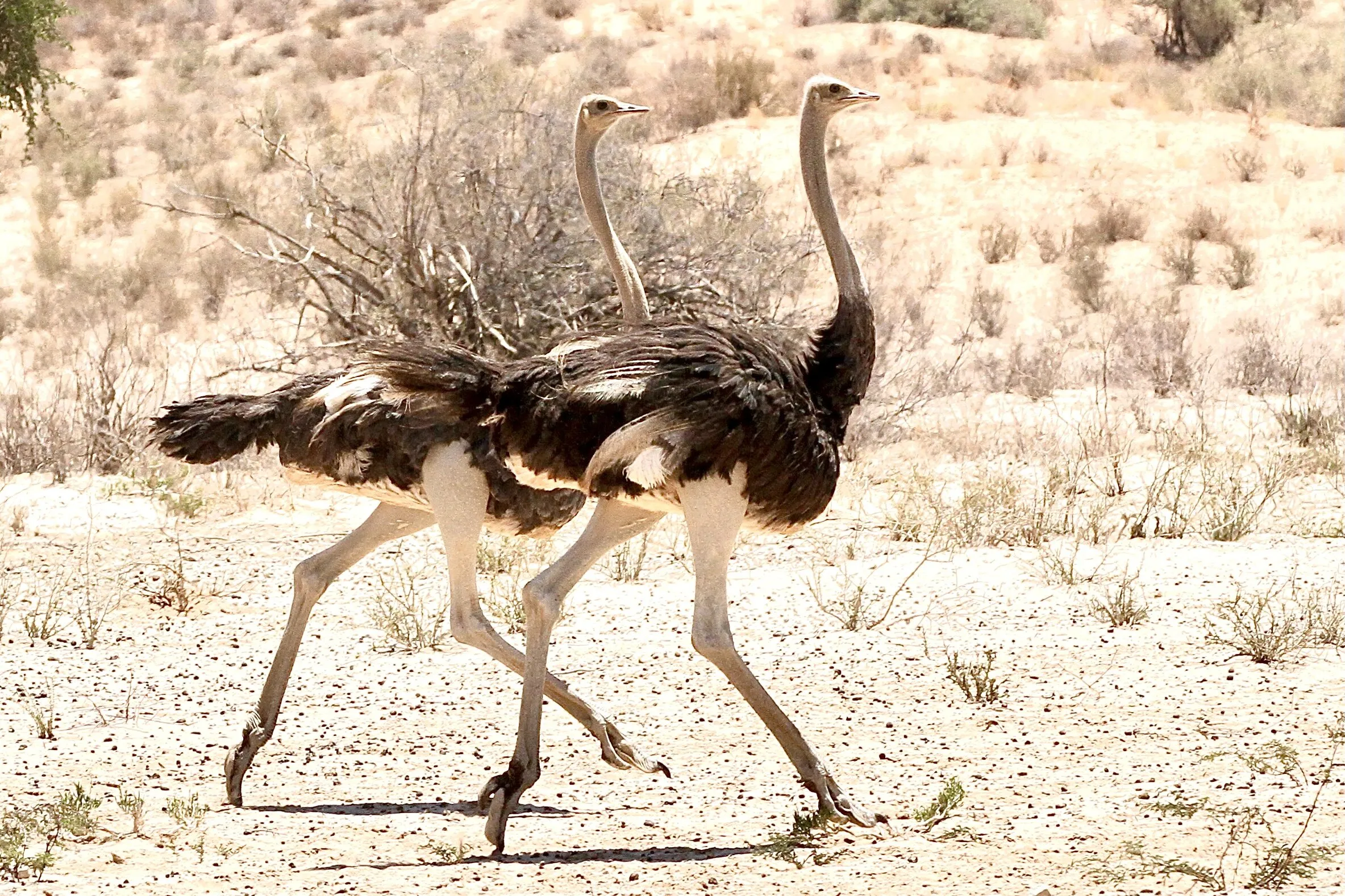 Large Birds