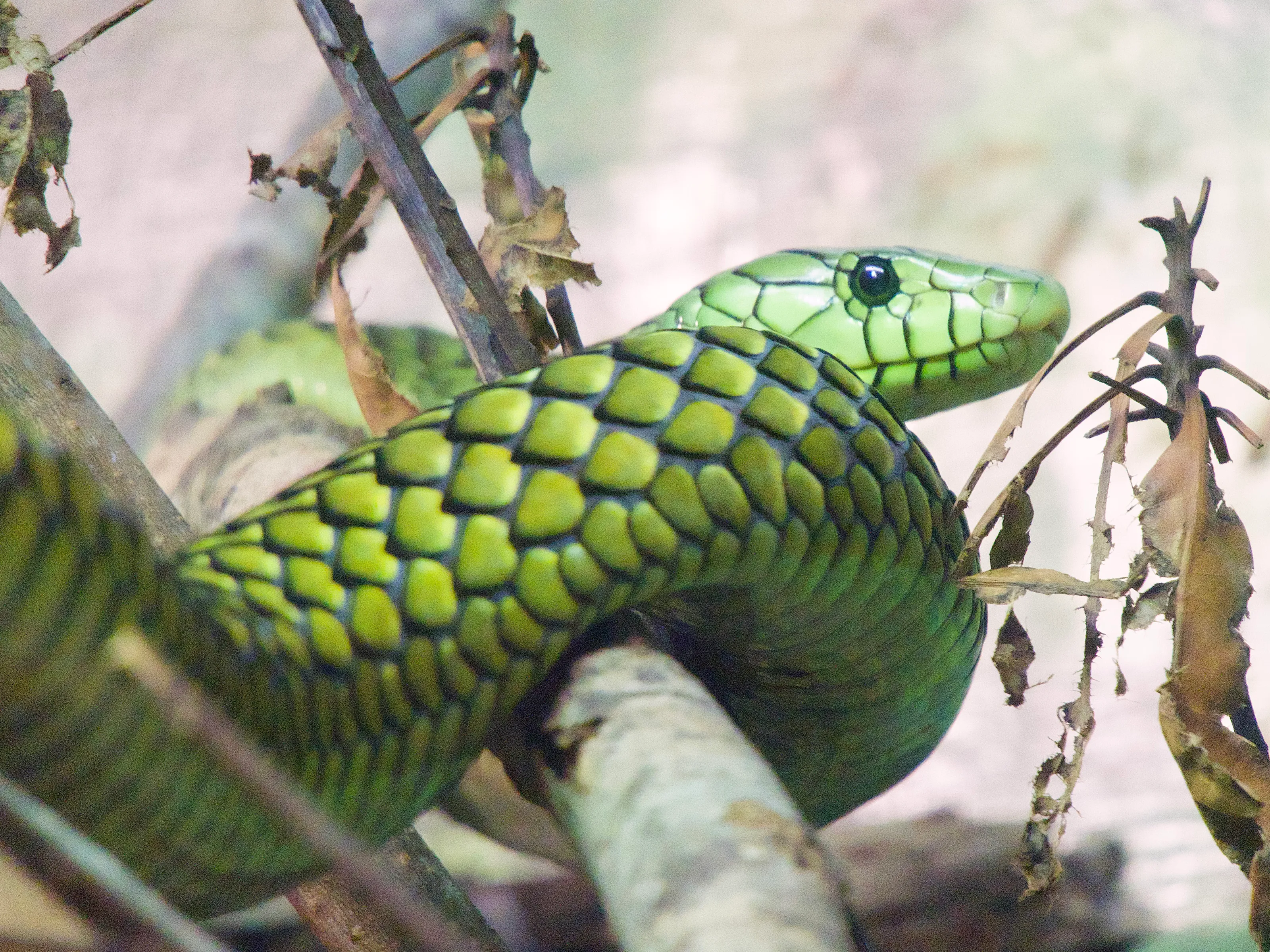 Green Mamba Amid Foliage