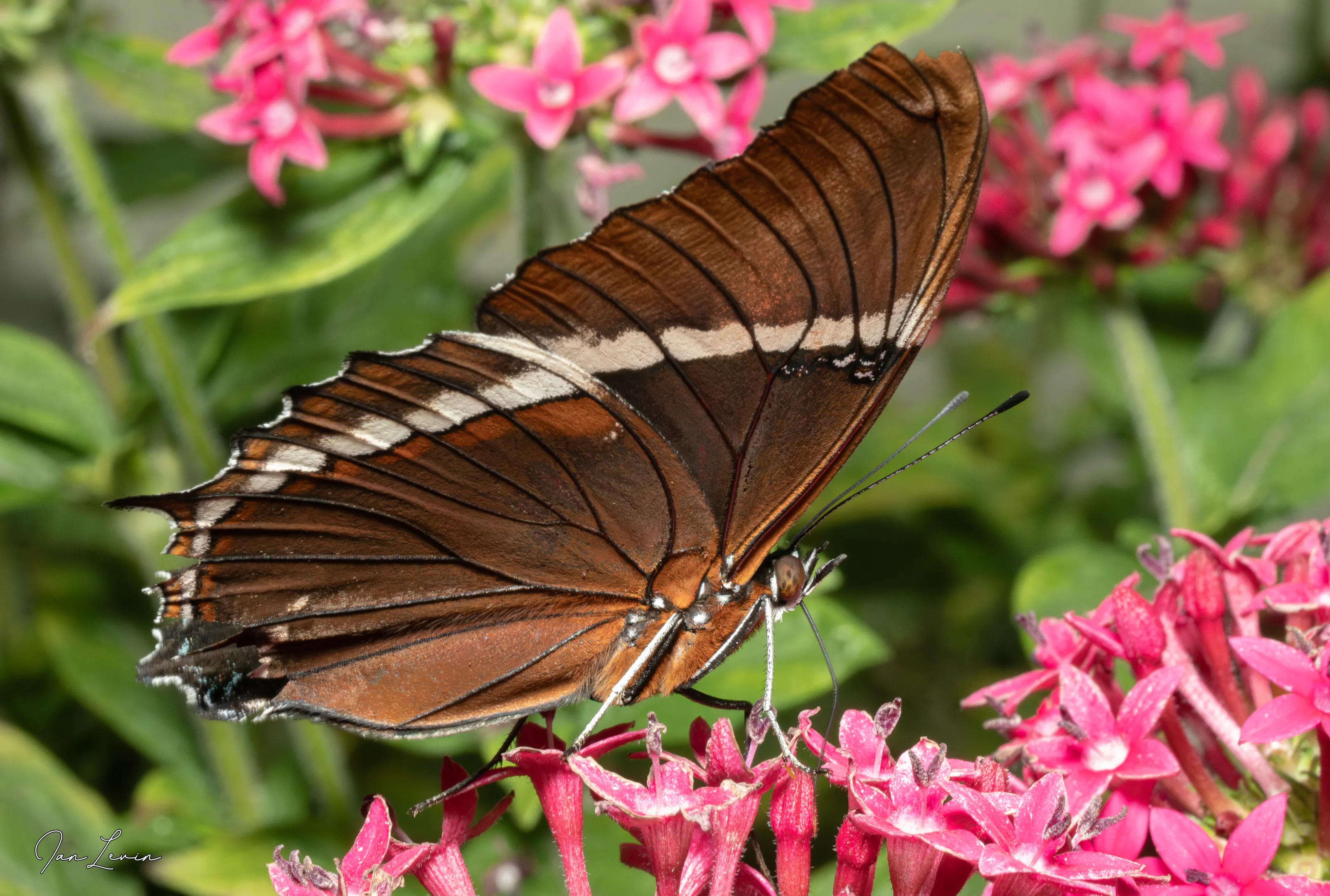 A Single Butterfly