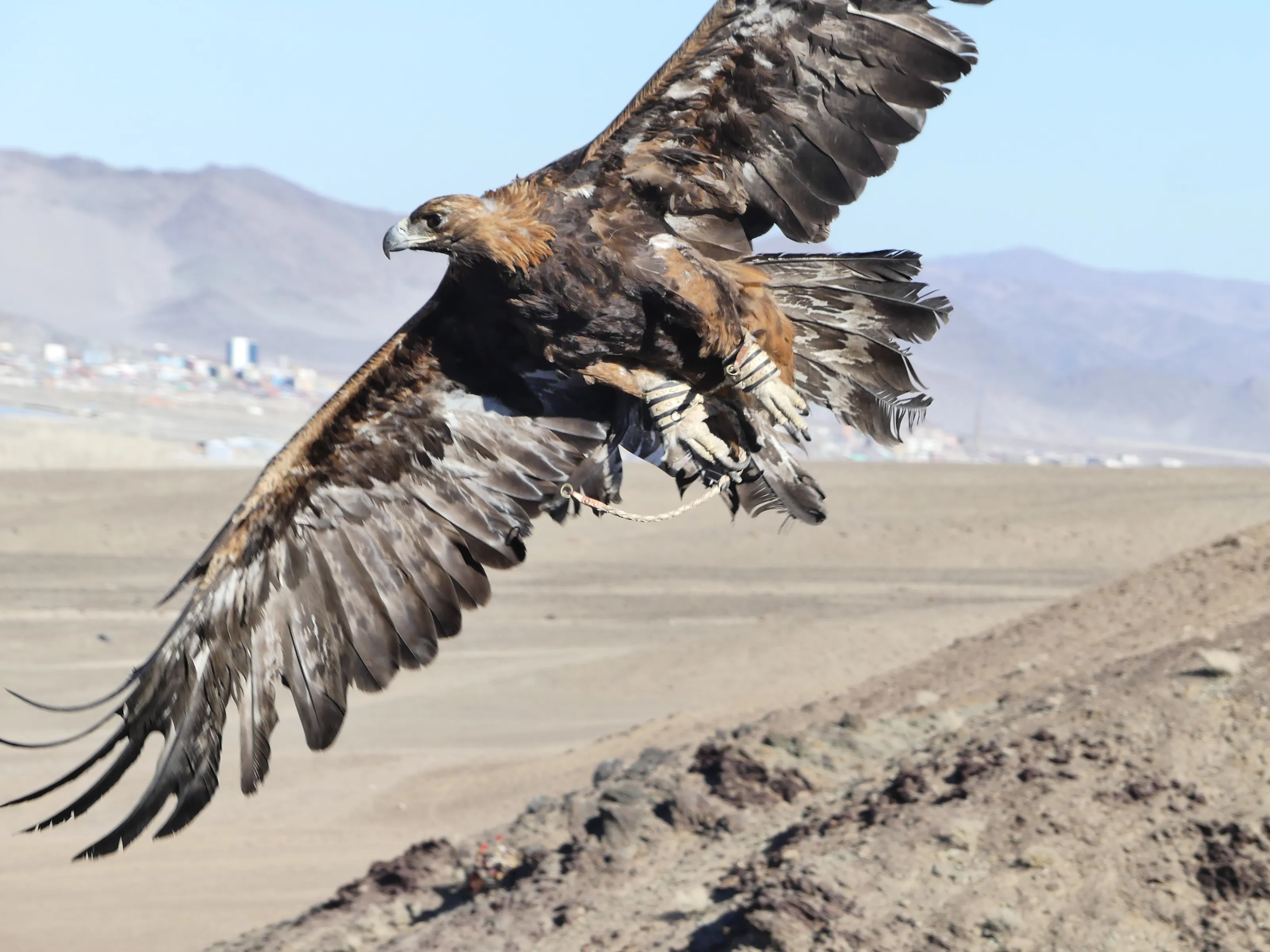 Olgii eagle festival