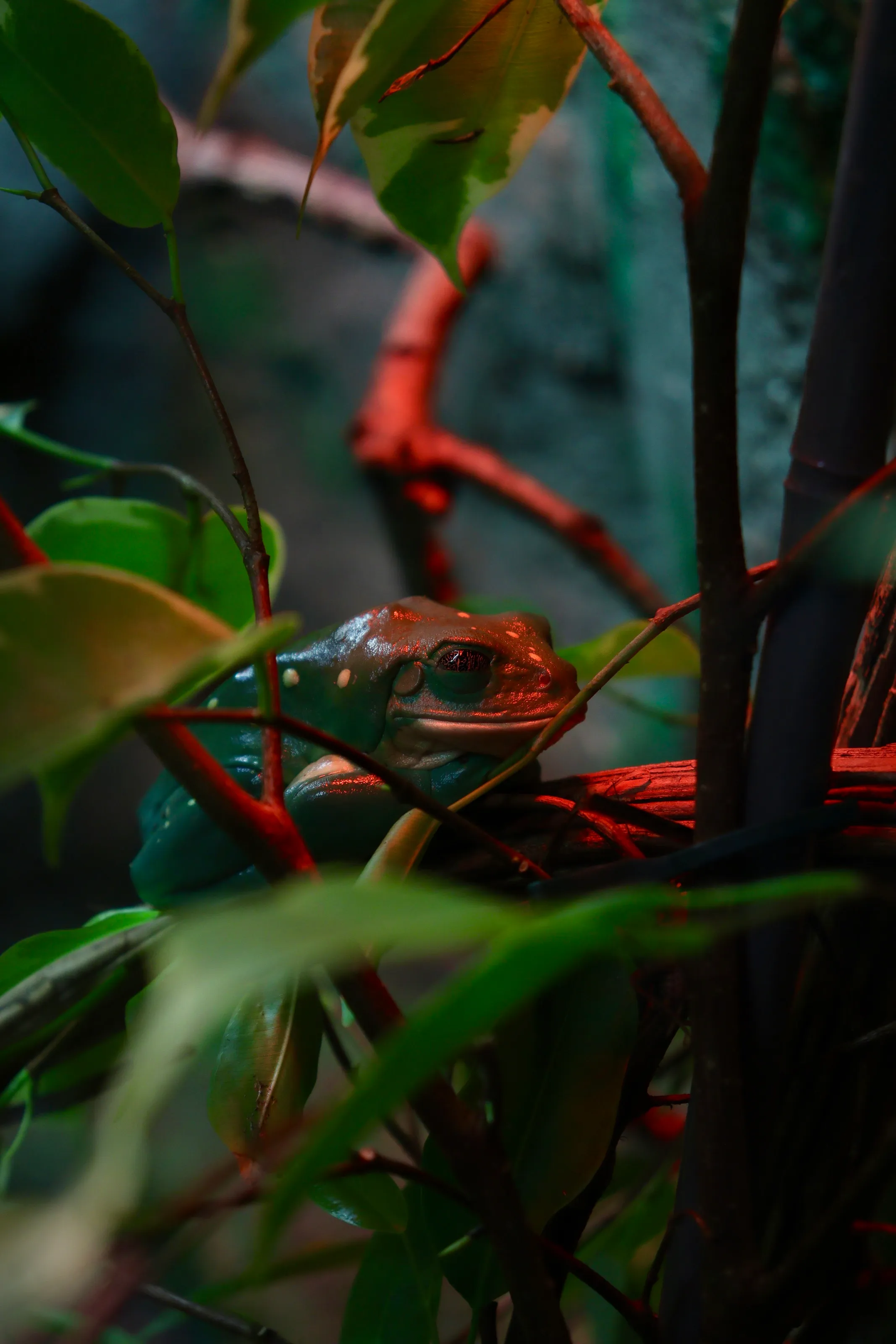 Silent Watcher