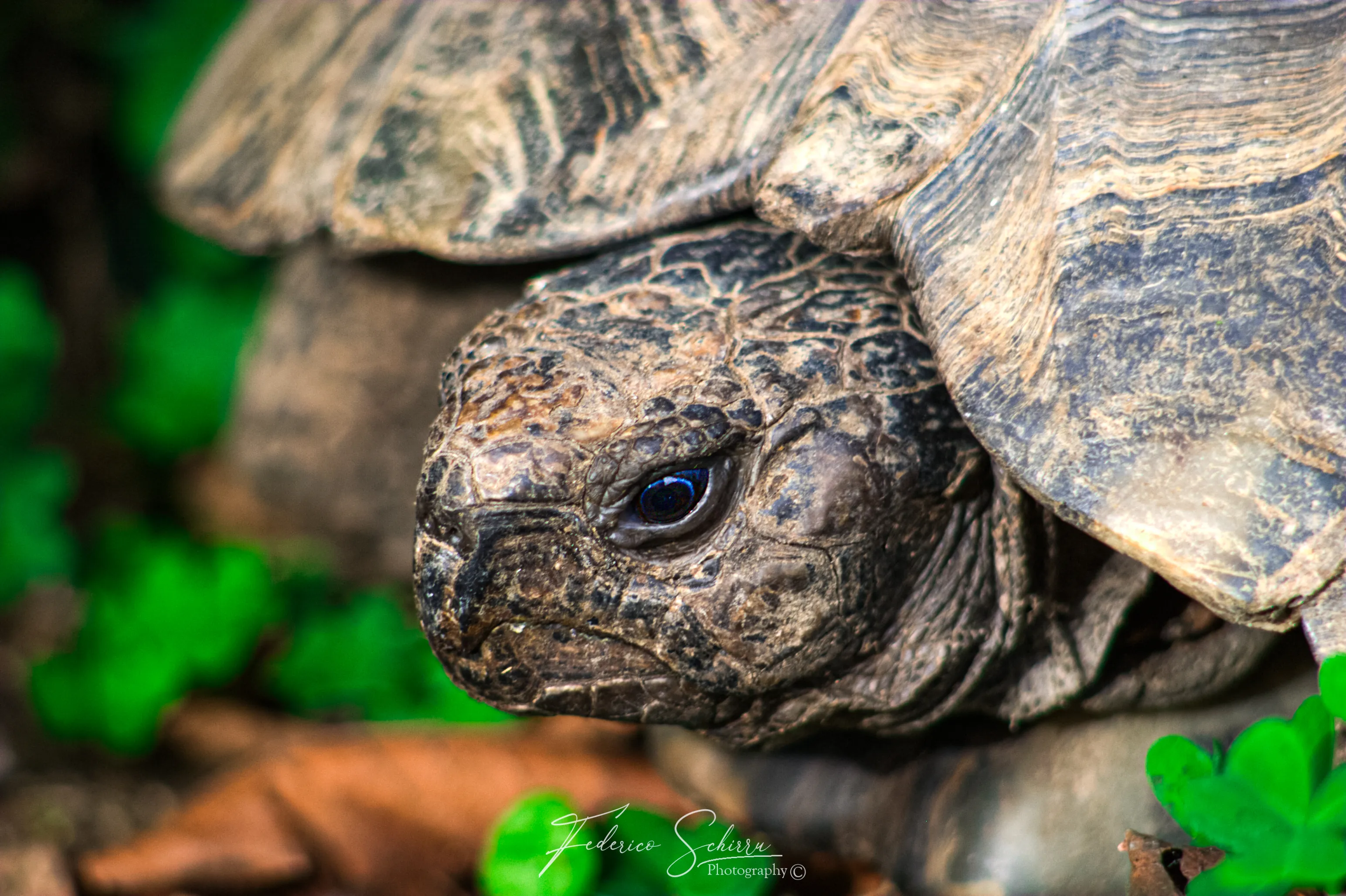 Blue eyes tortoise