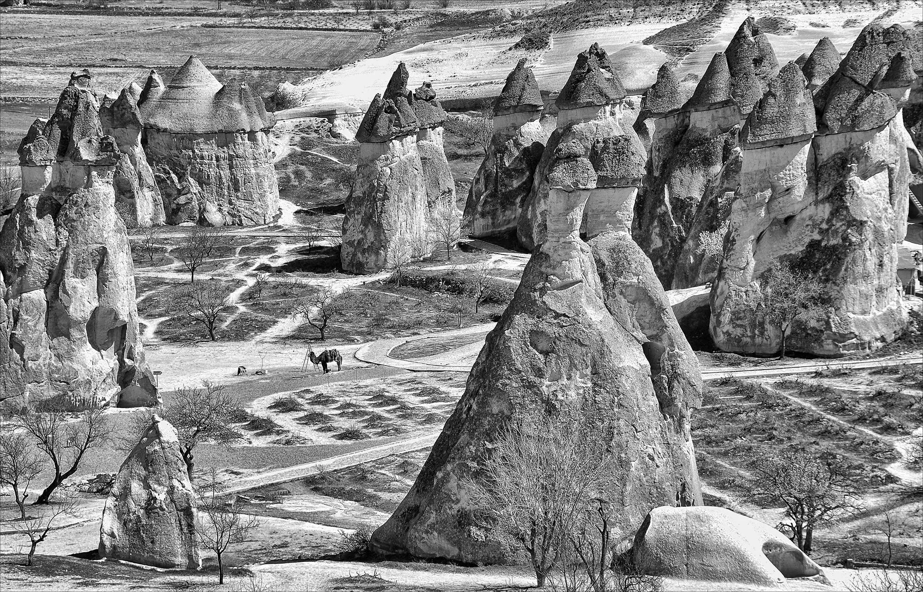 The camel in the fairy chimneys
