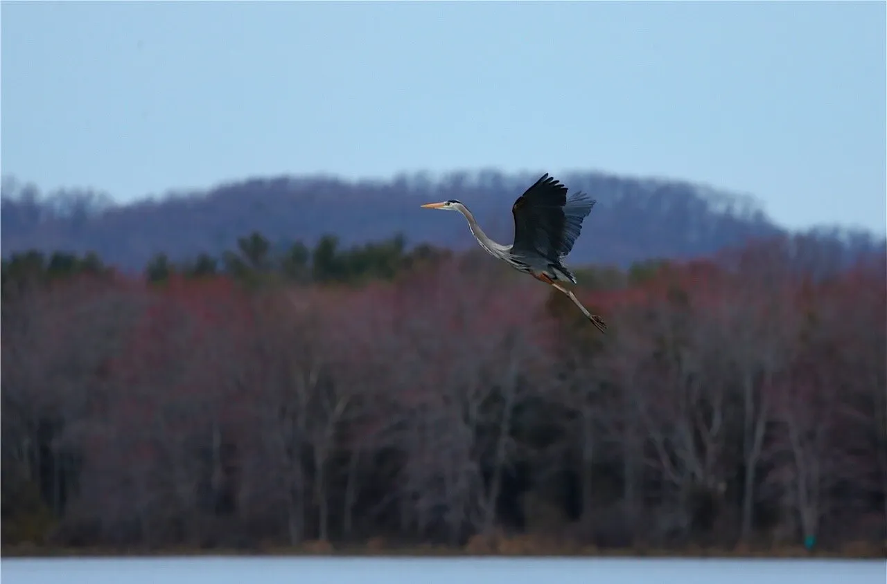 Herons
