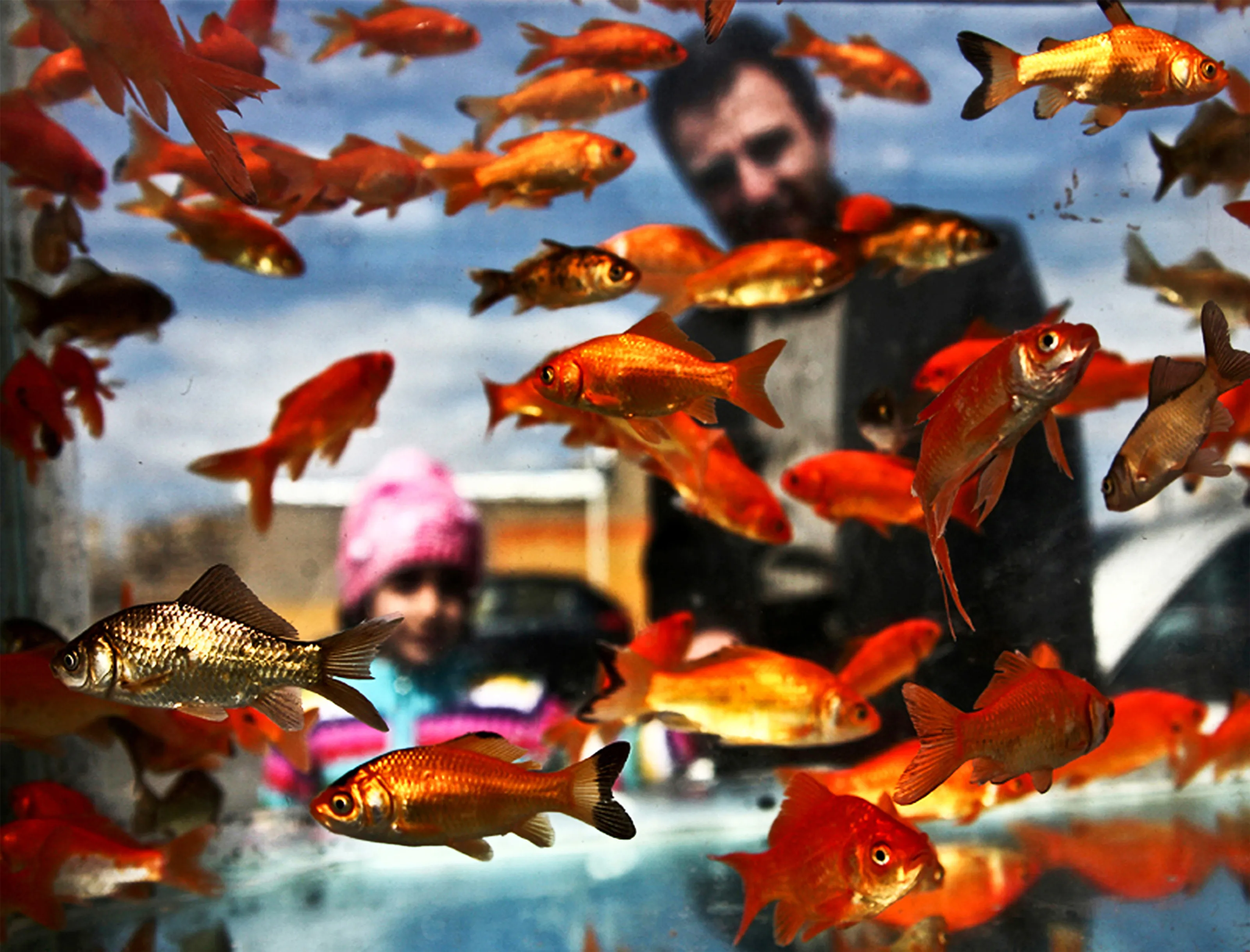 goldfish