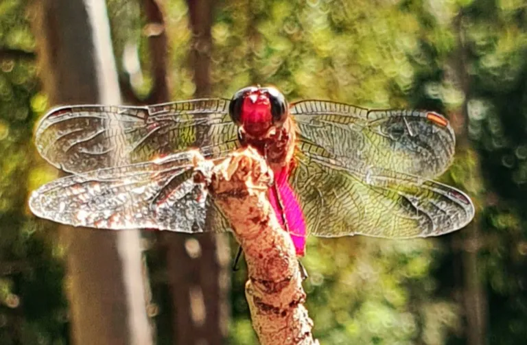 Beautiful Dragon fly