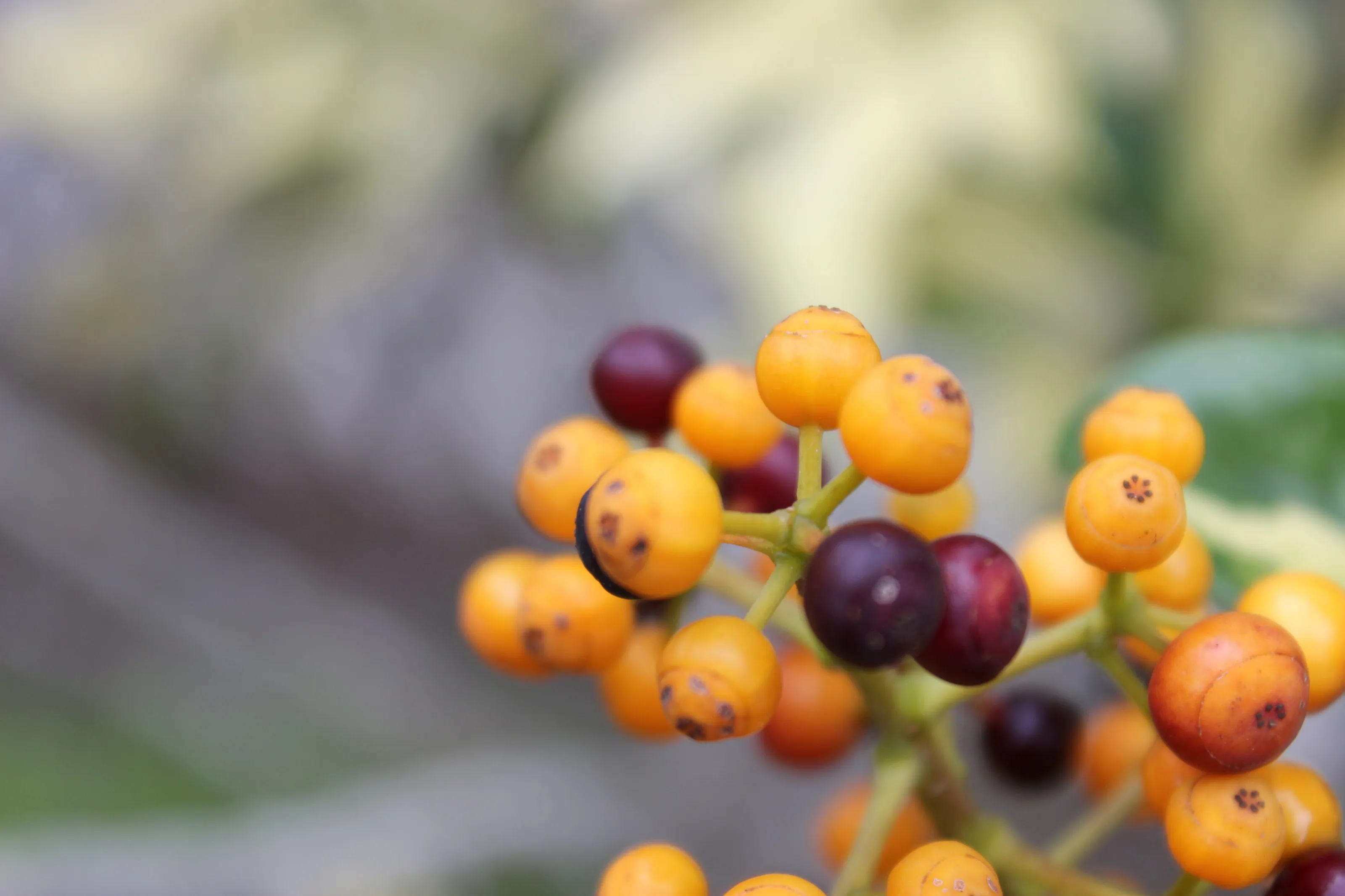Berries