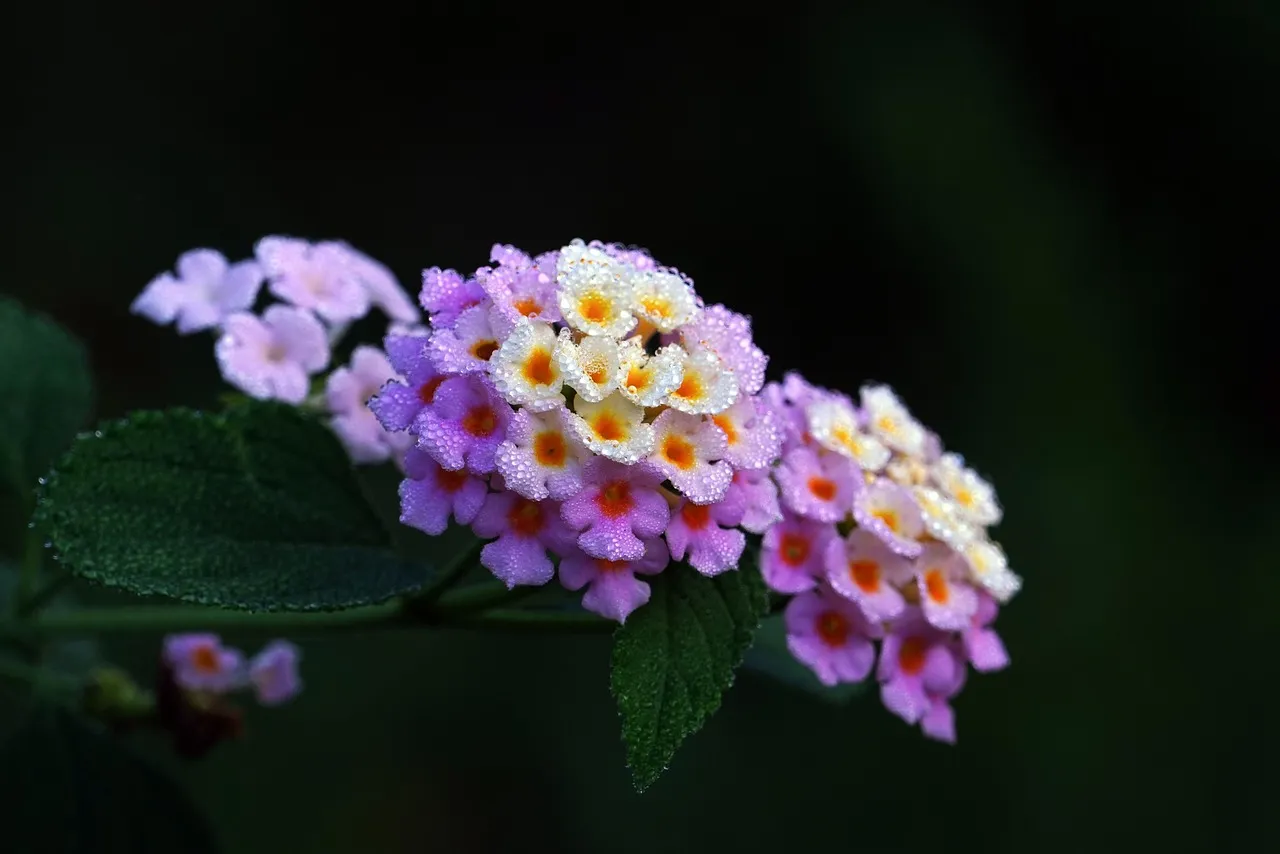 The dance of colors in the morning silence