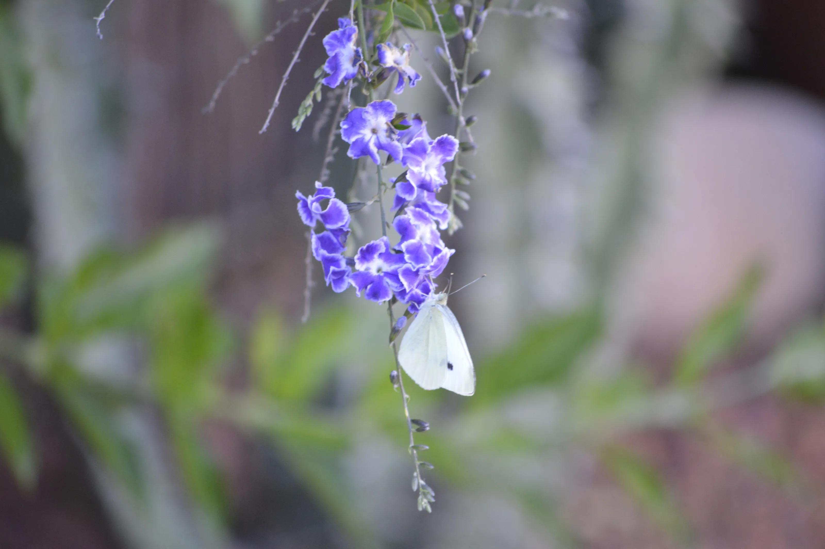 Butterfly.