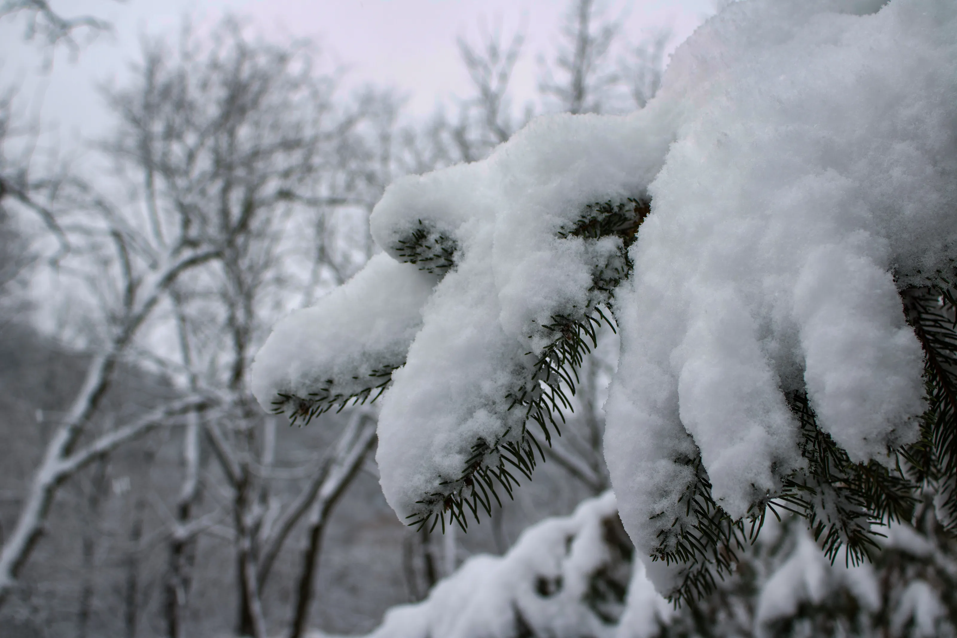 Snowy Spruce