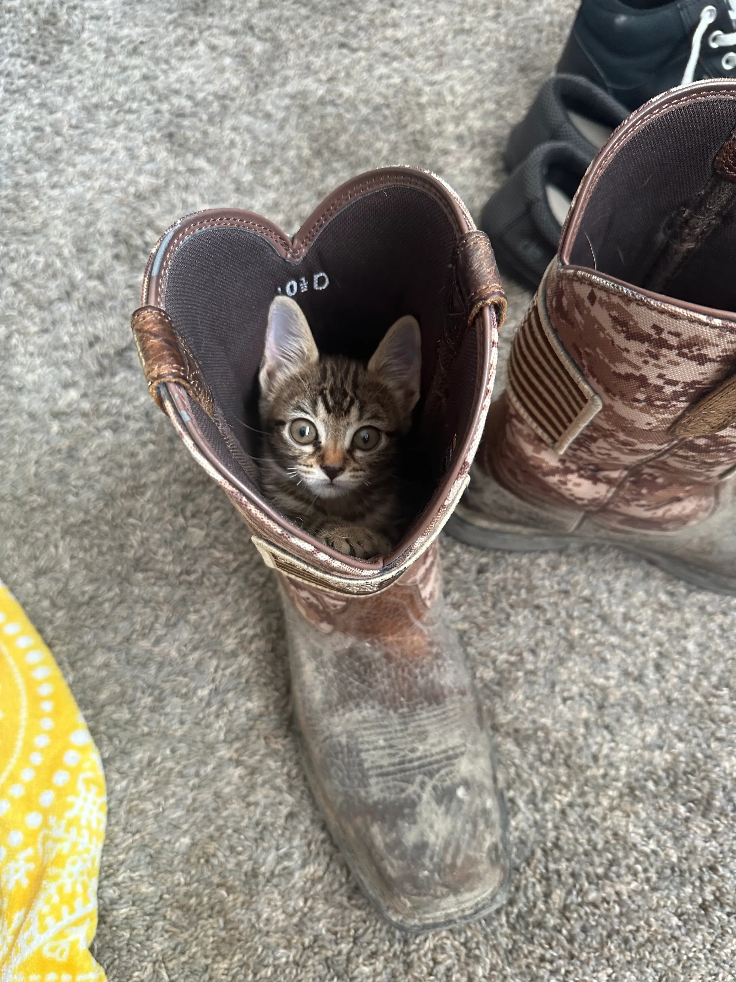 Booted leopard