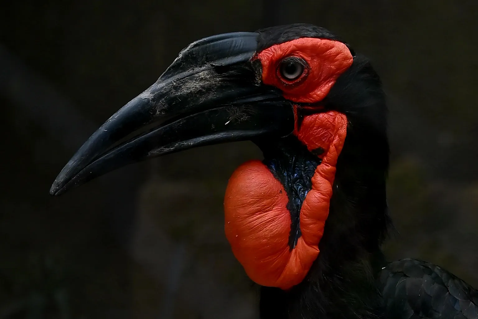 Ground Hornbill.