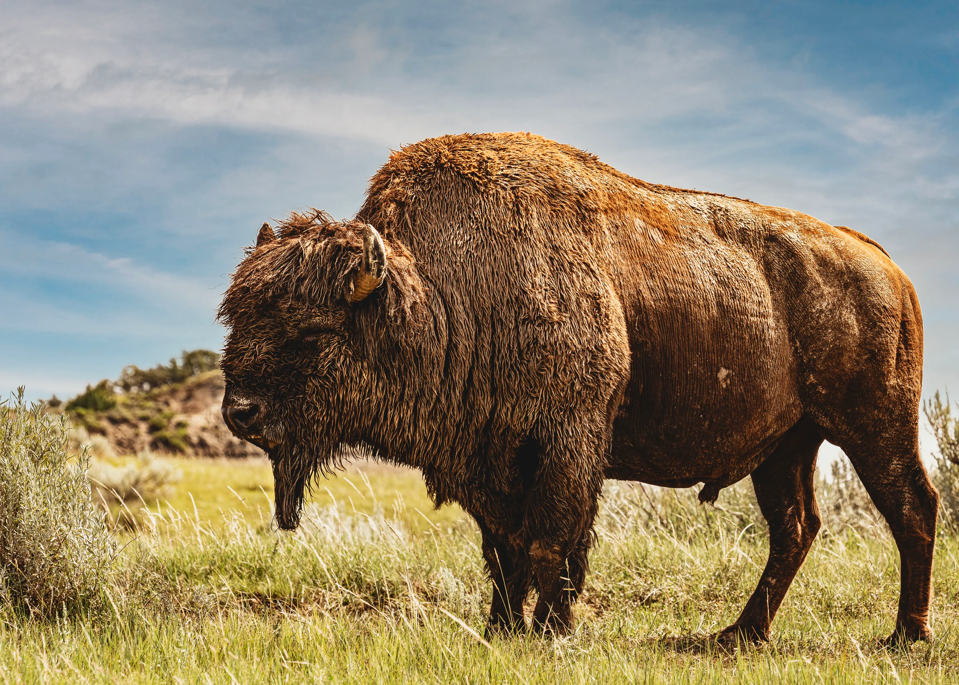 Bison
