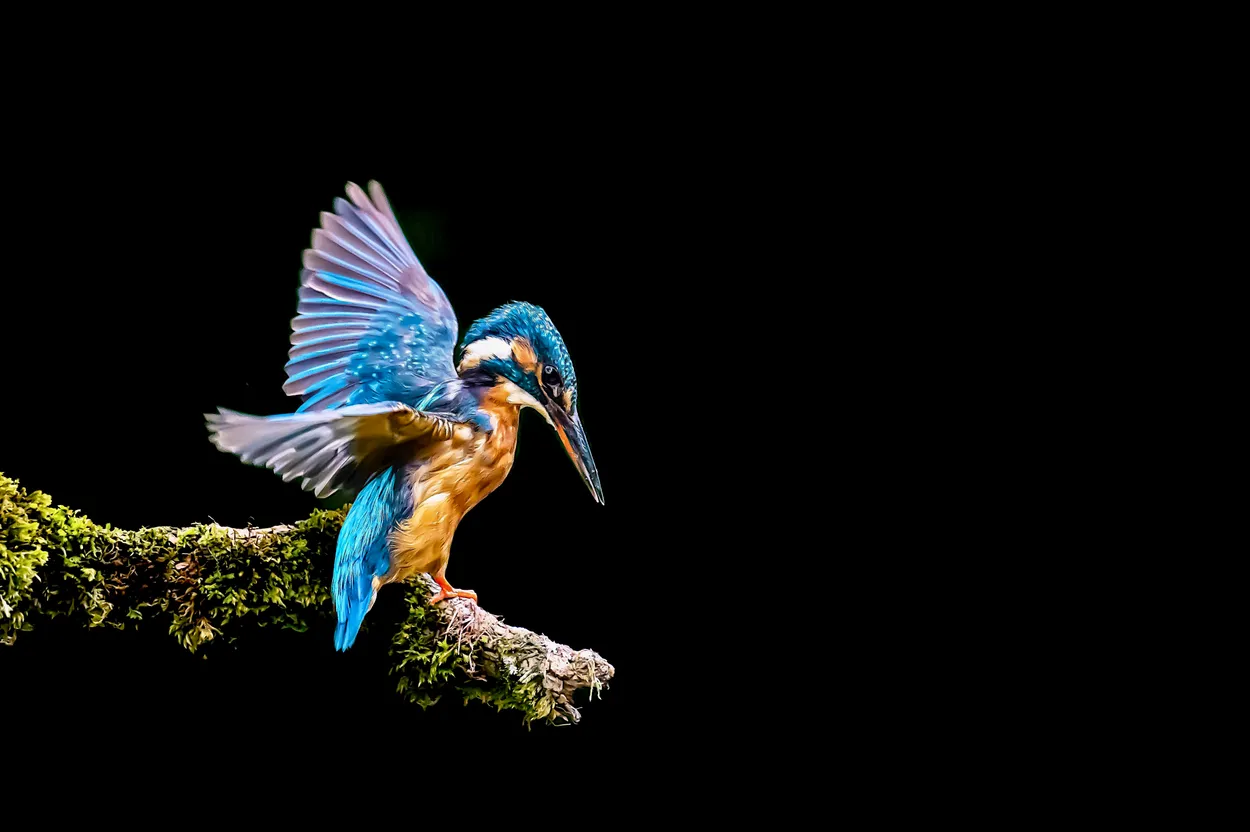 On the edge……A kingfisher about to dive.