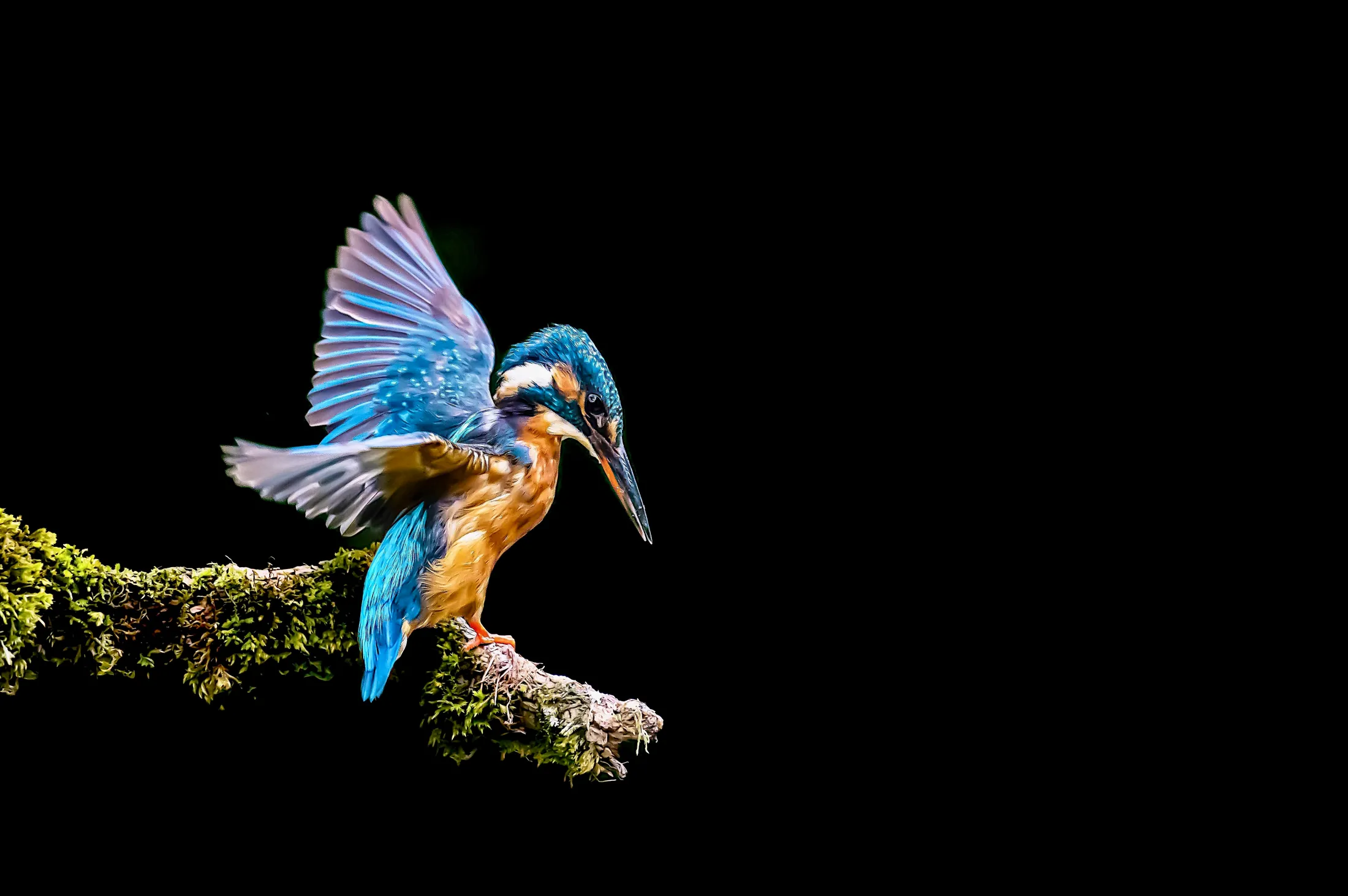 On the edge……A kingfisher about to dive.