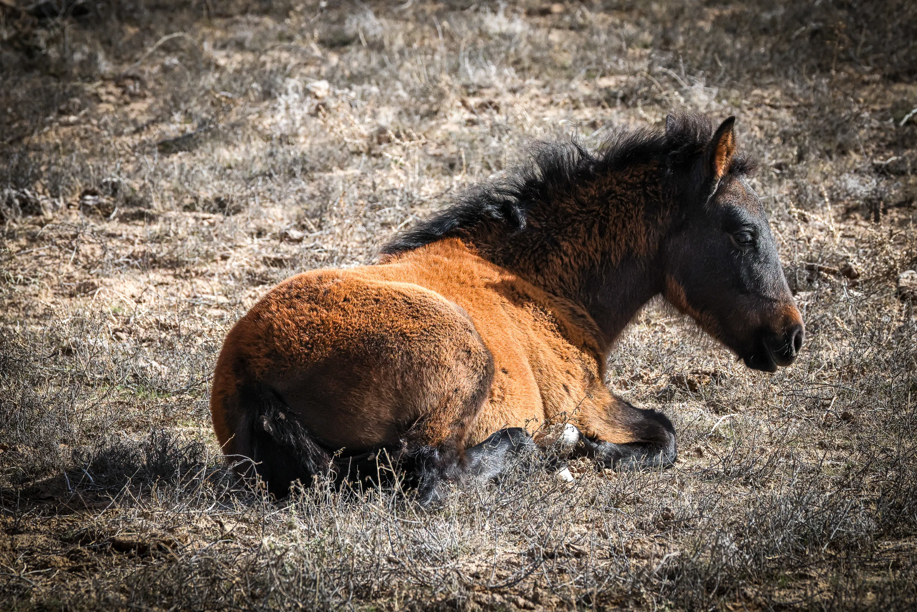 Wild Mustang Foal at Rest