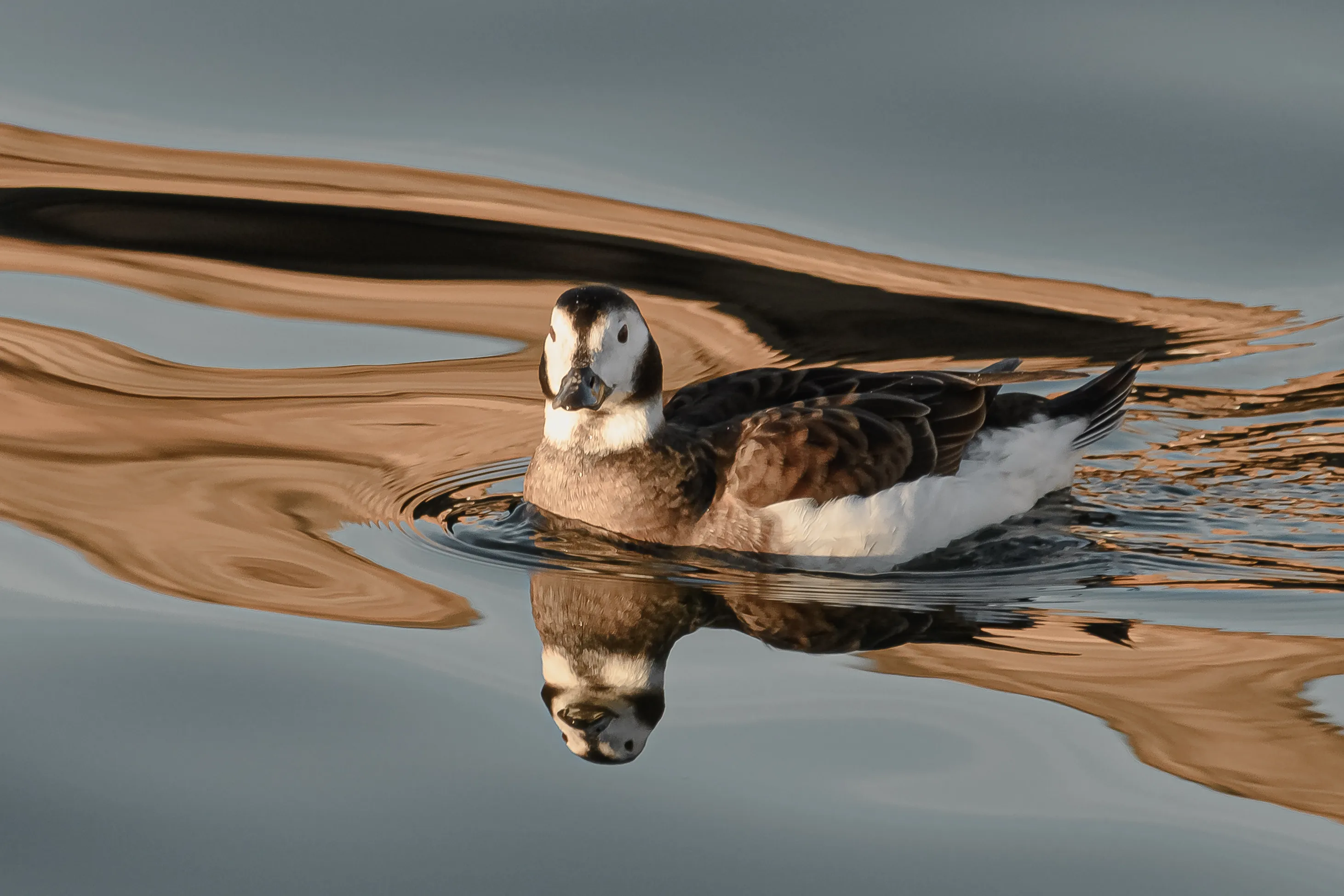 Longtailed Duck at Burghead Harbour
