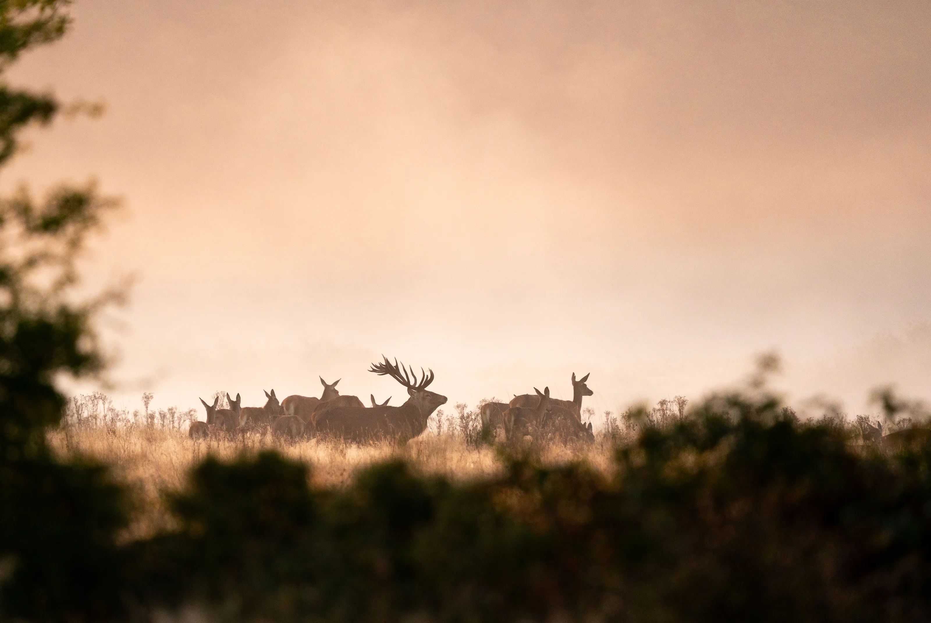 Red deer rut