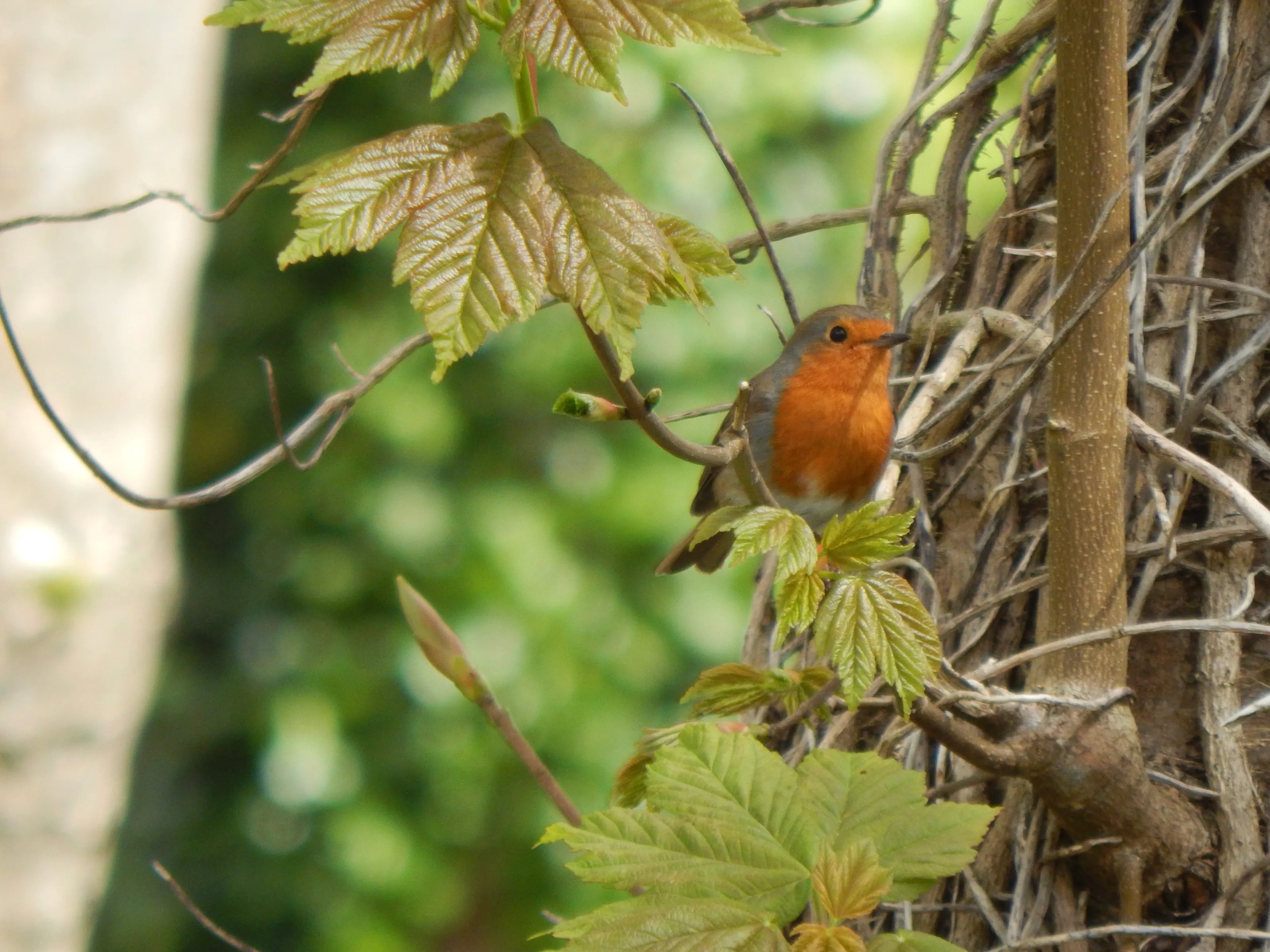small bird