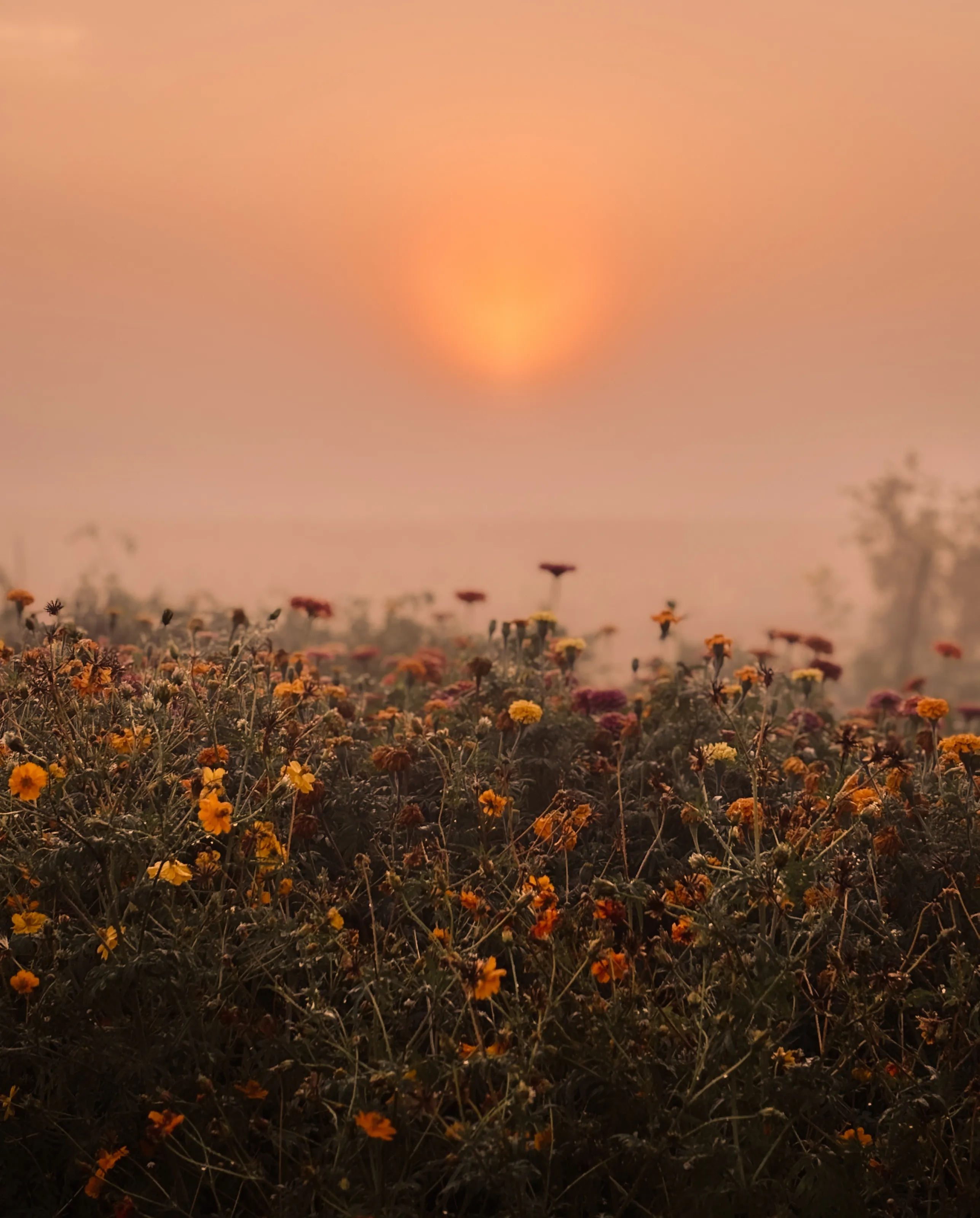 Morning Zinnias
