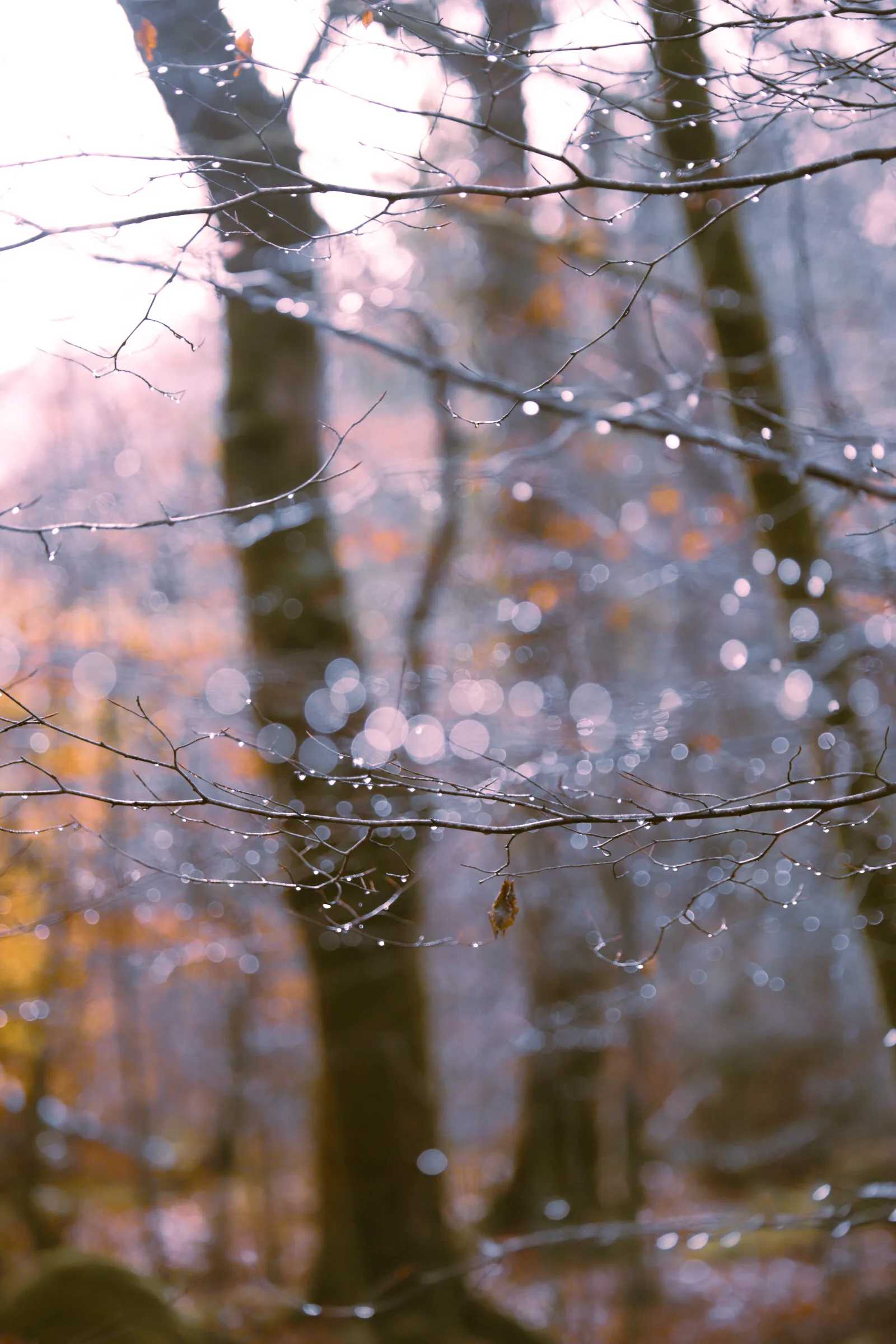 Winter Bokeh