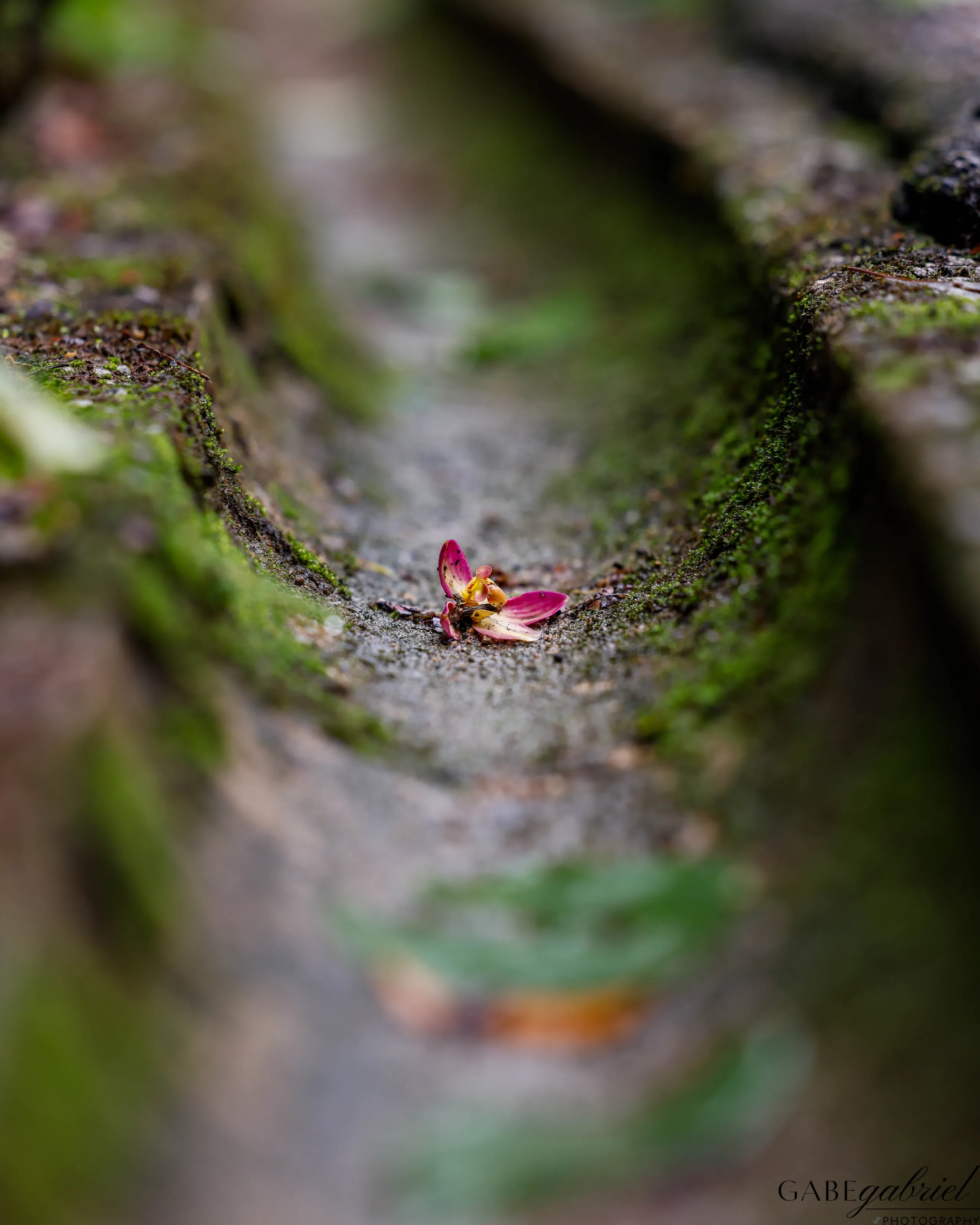 Forgotten Flower