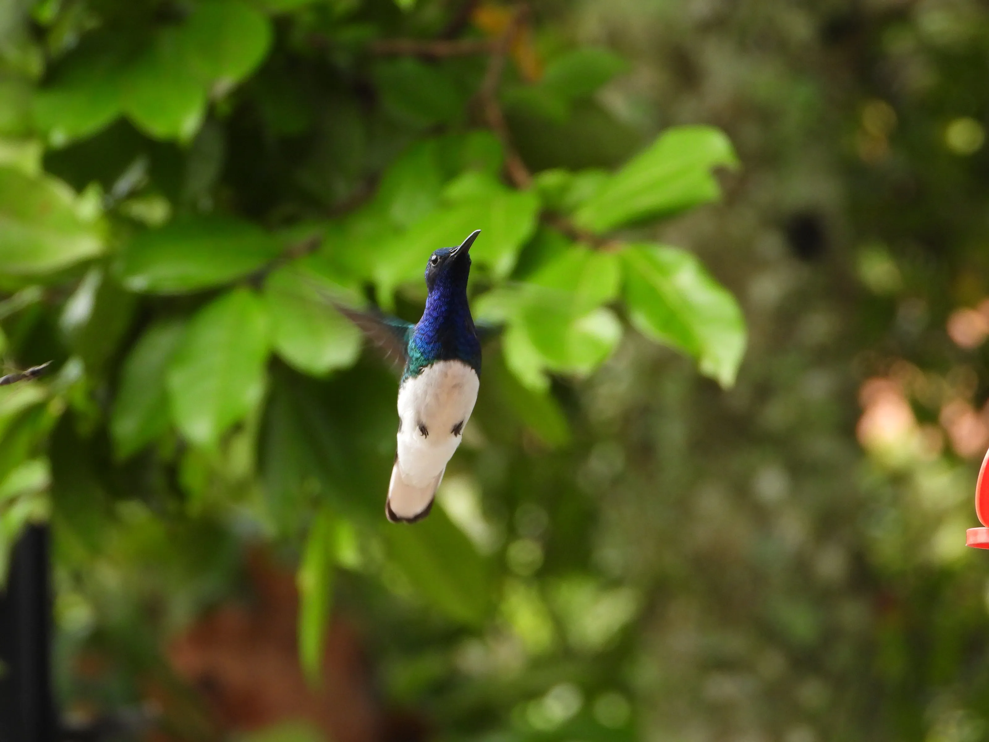Hummingbirds