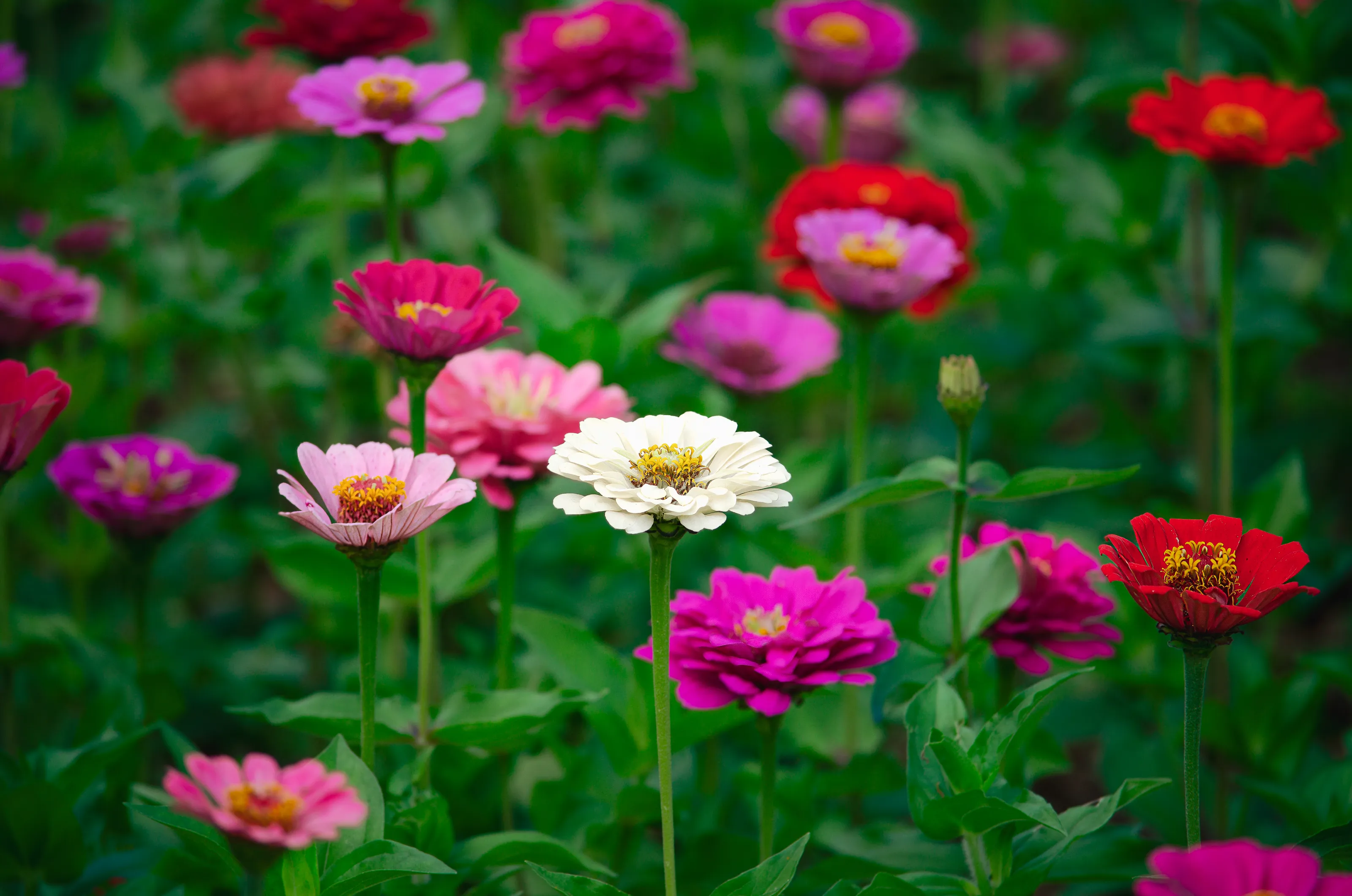 Zinnias