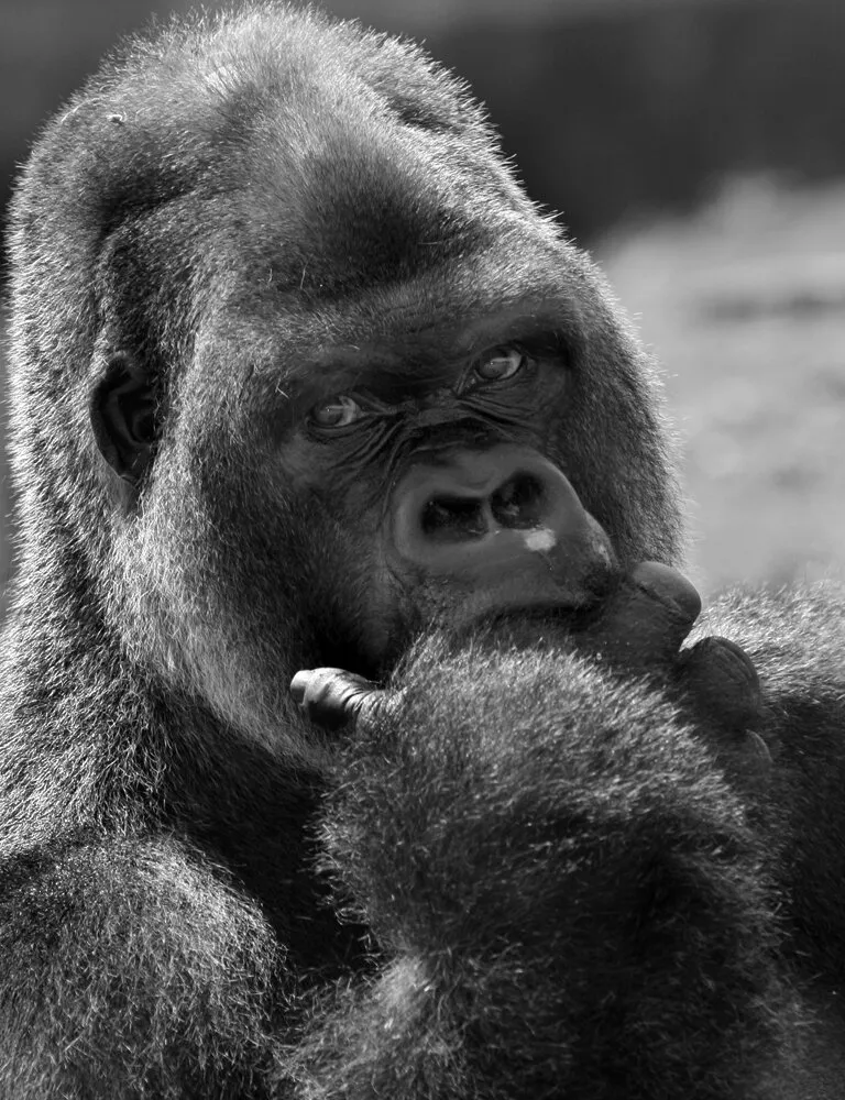 Ape-thy