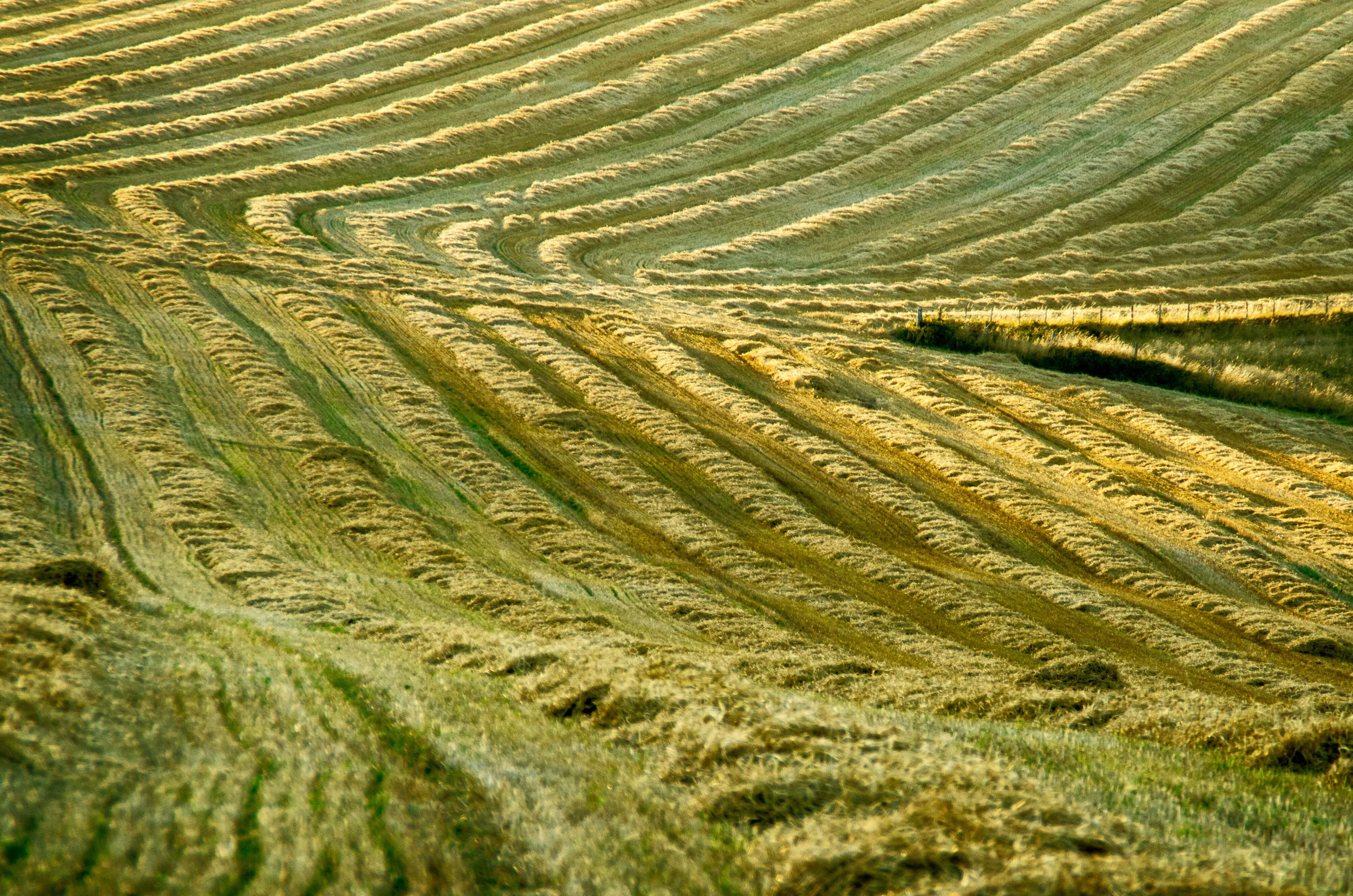South Downs Harvest 1