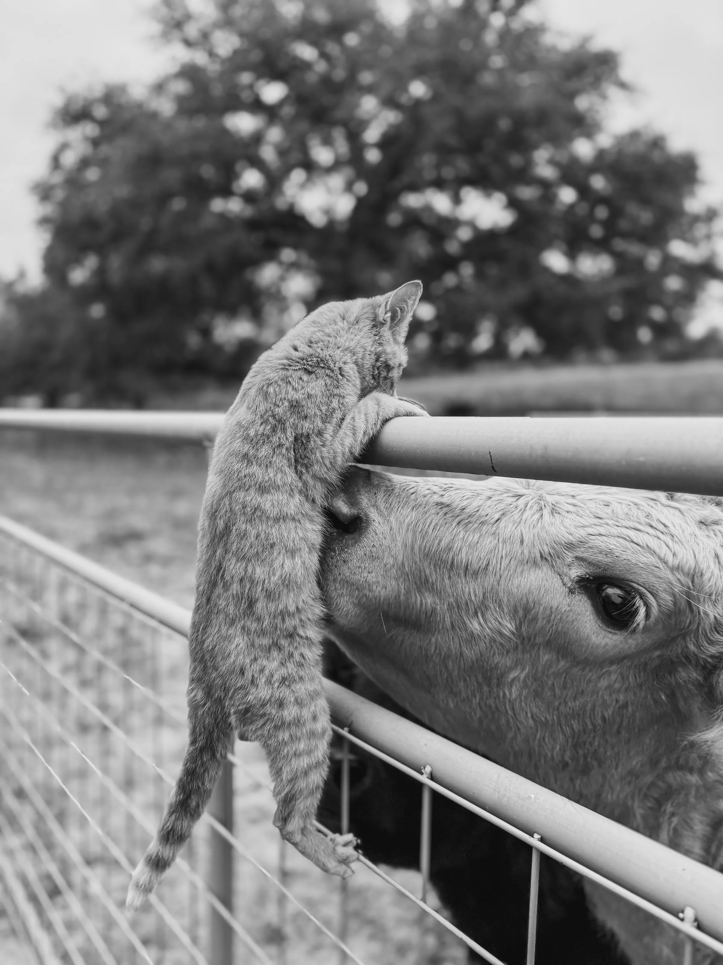 A Kiss on the Belly
