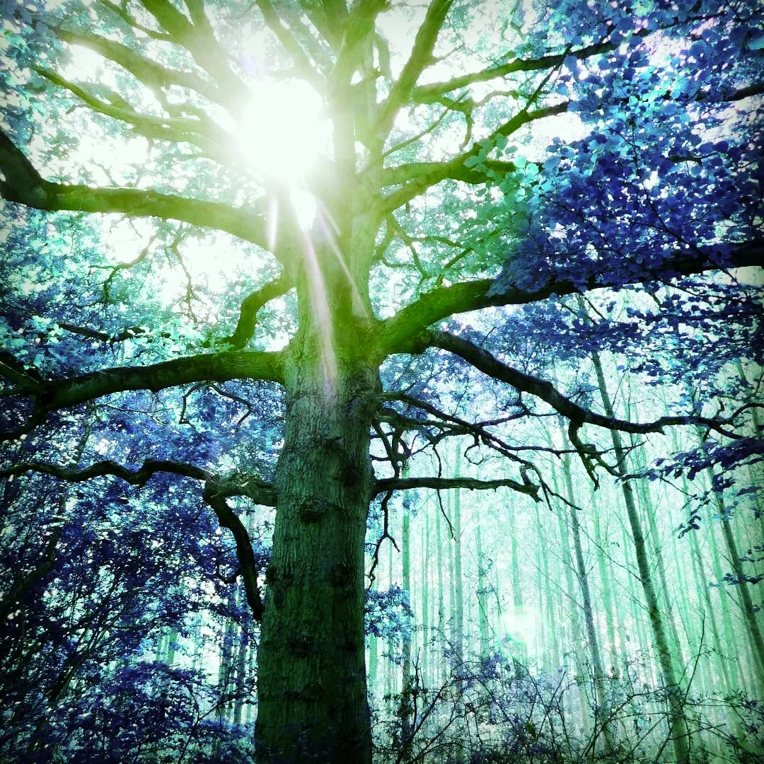 Sun through the trees