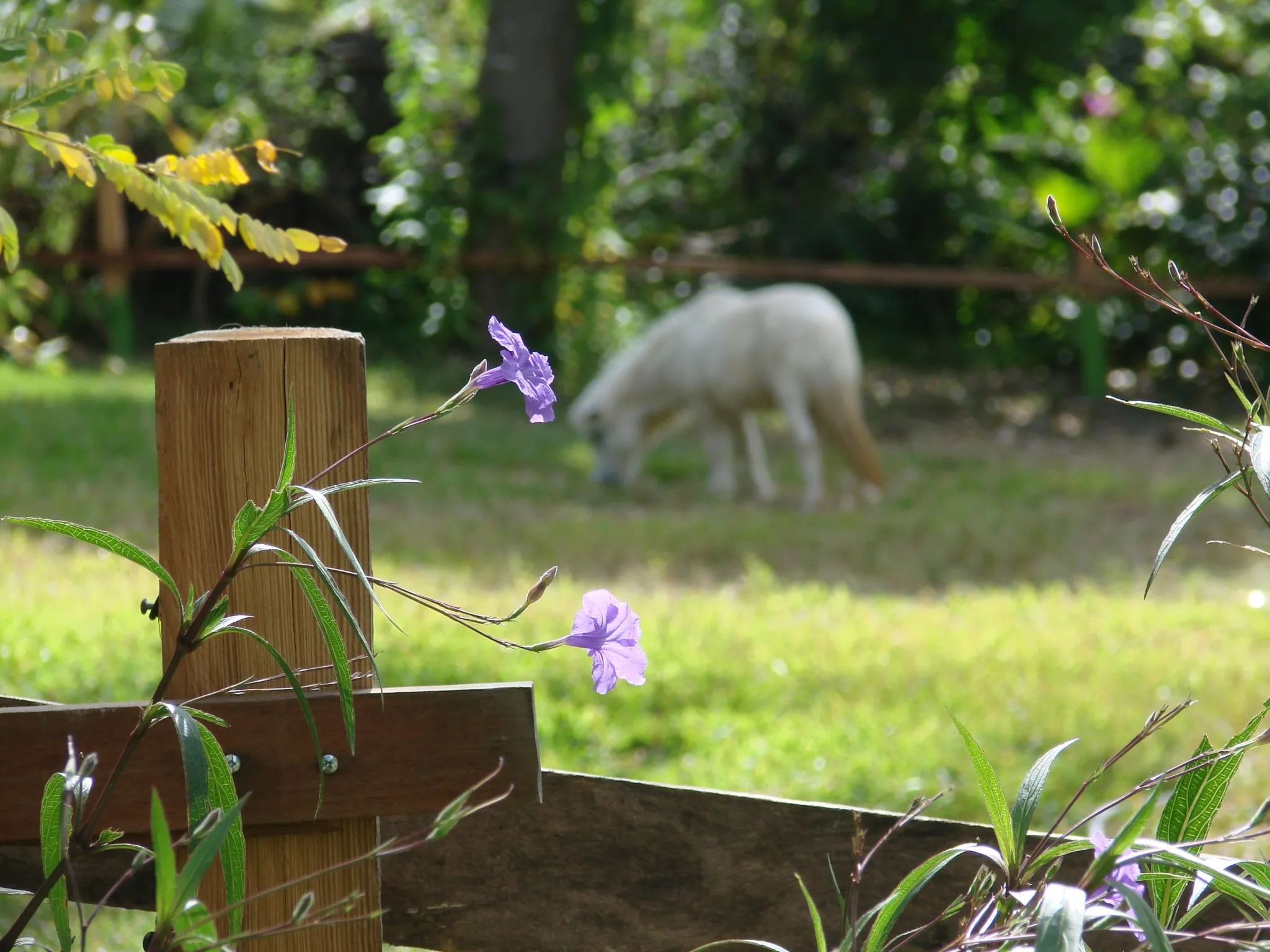 Quiet pastures