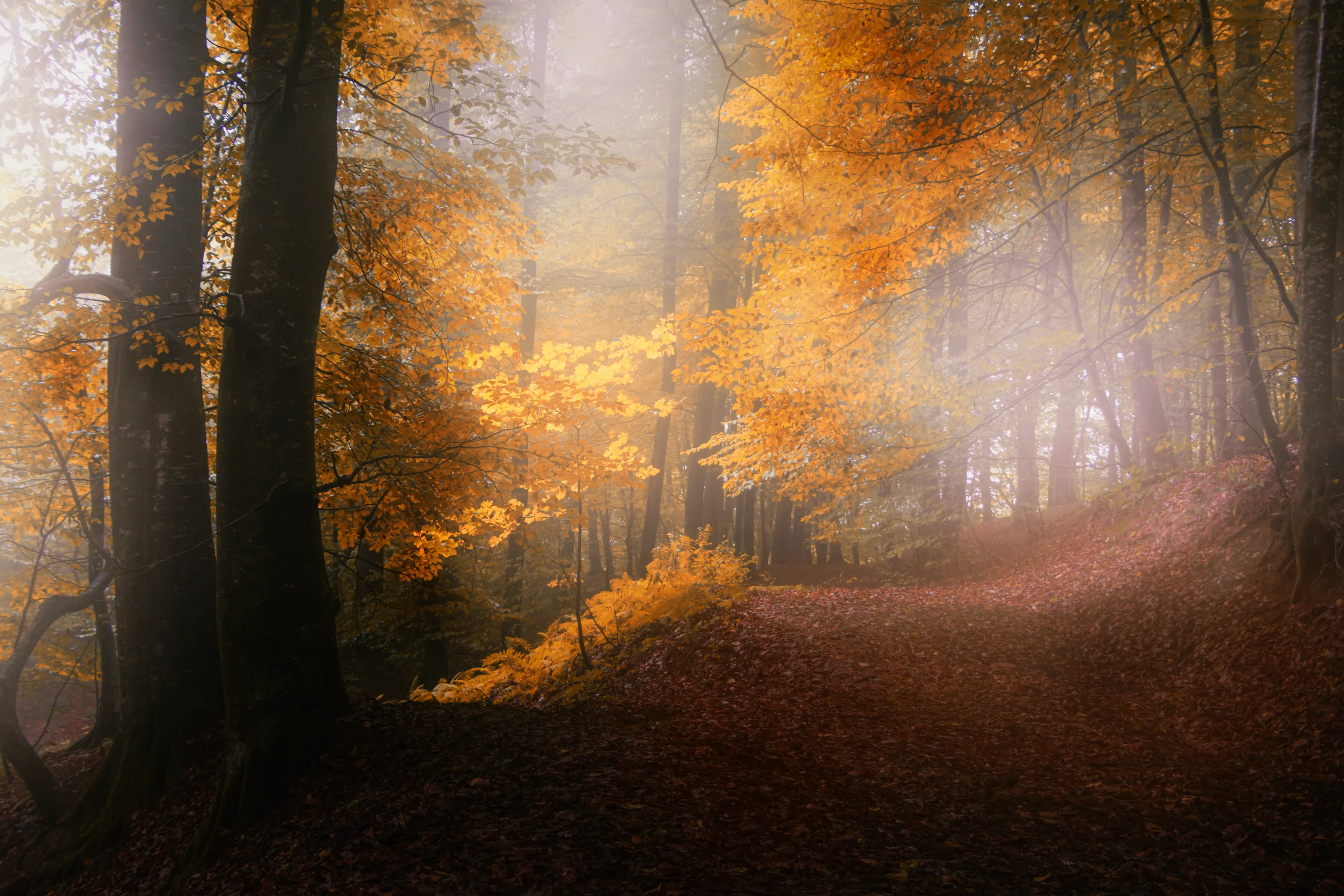 Golden Mist in the Autumn Forest