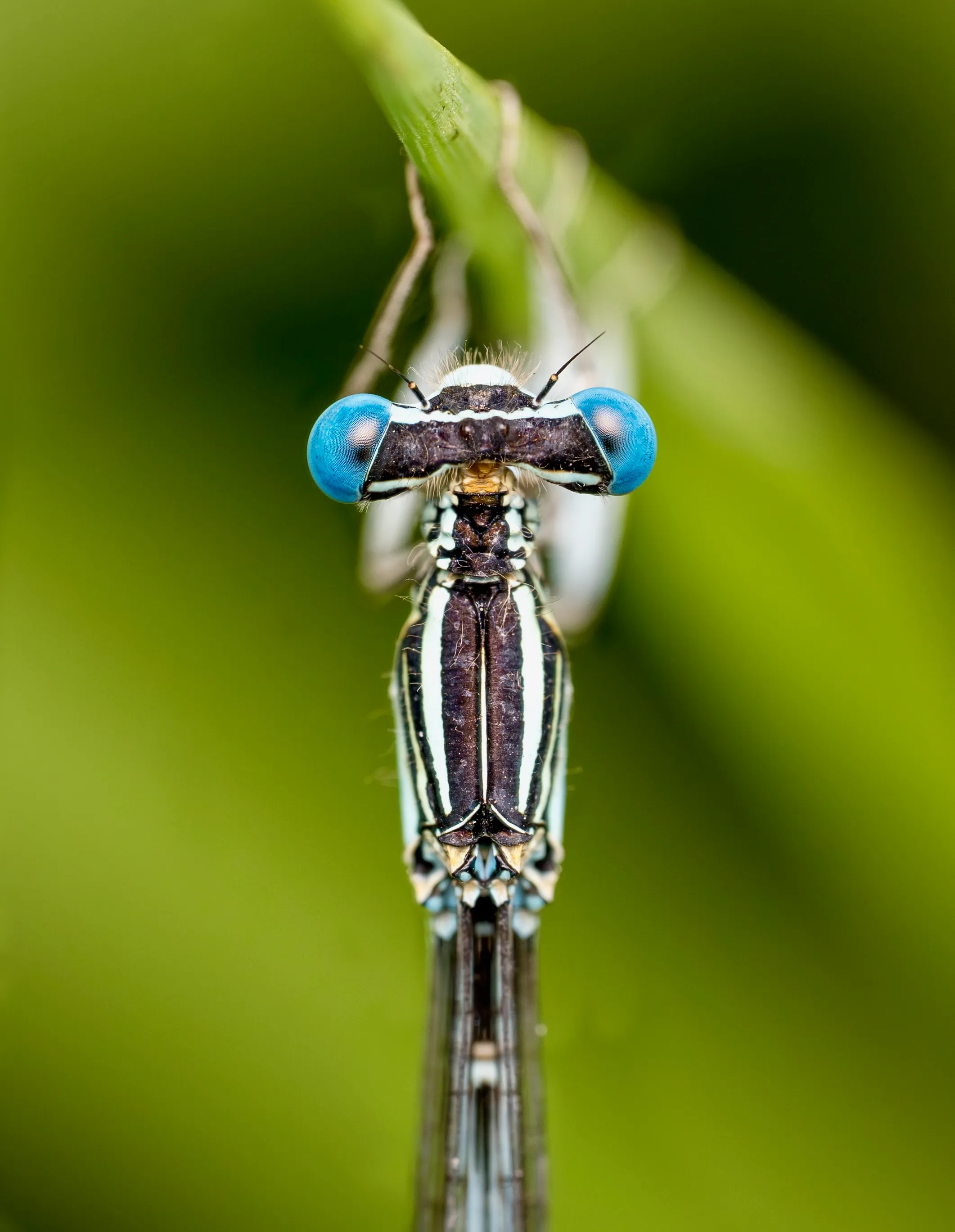 Blue damselfly on a grass stem