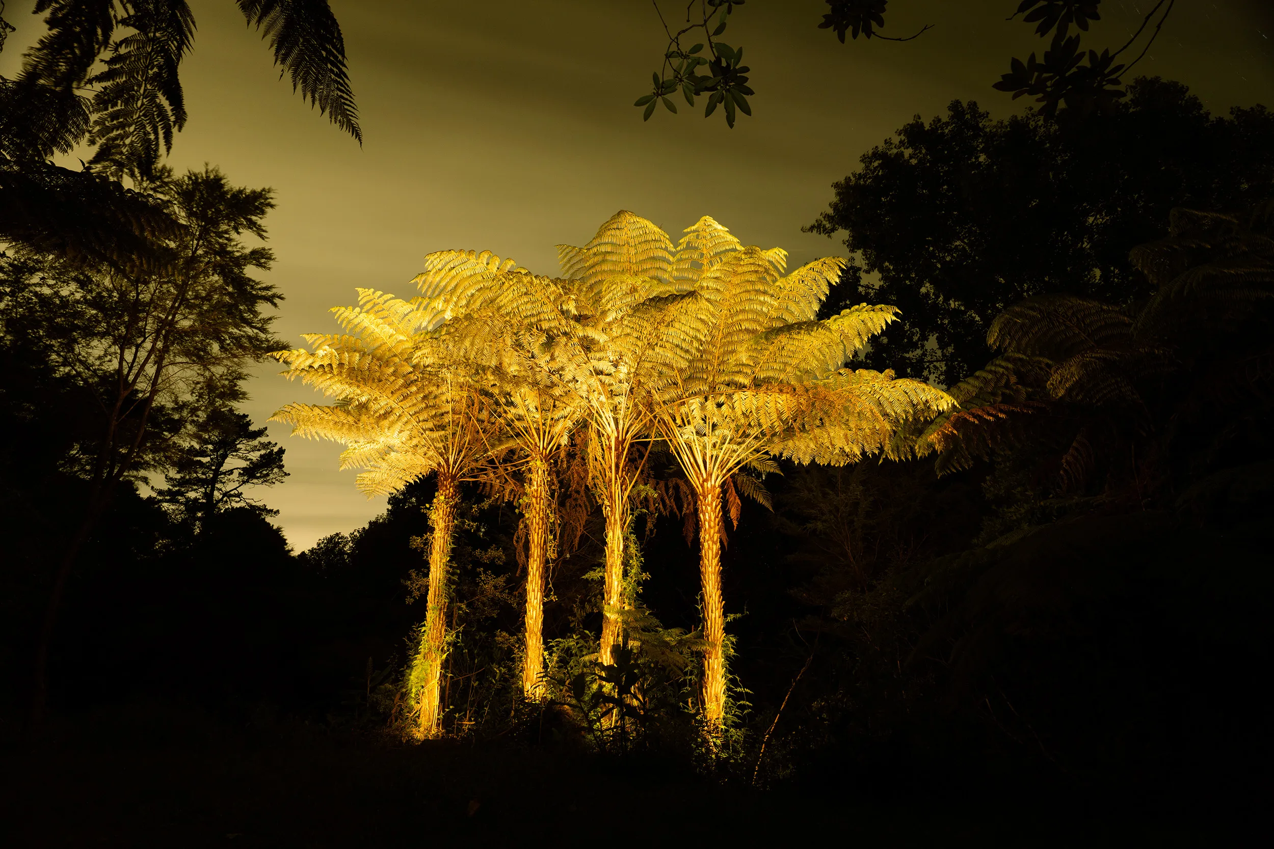 Oratia Ferns 01