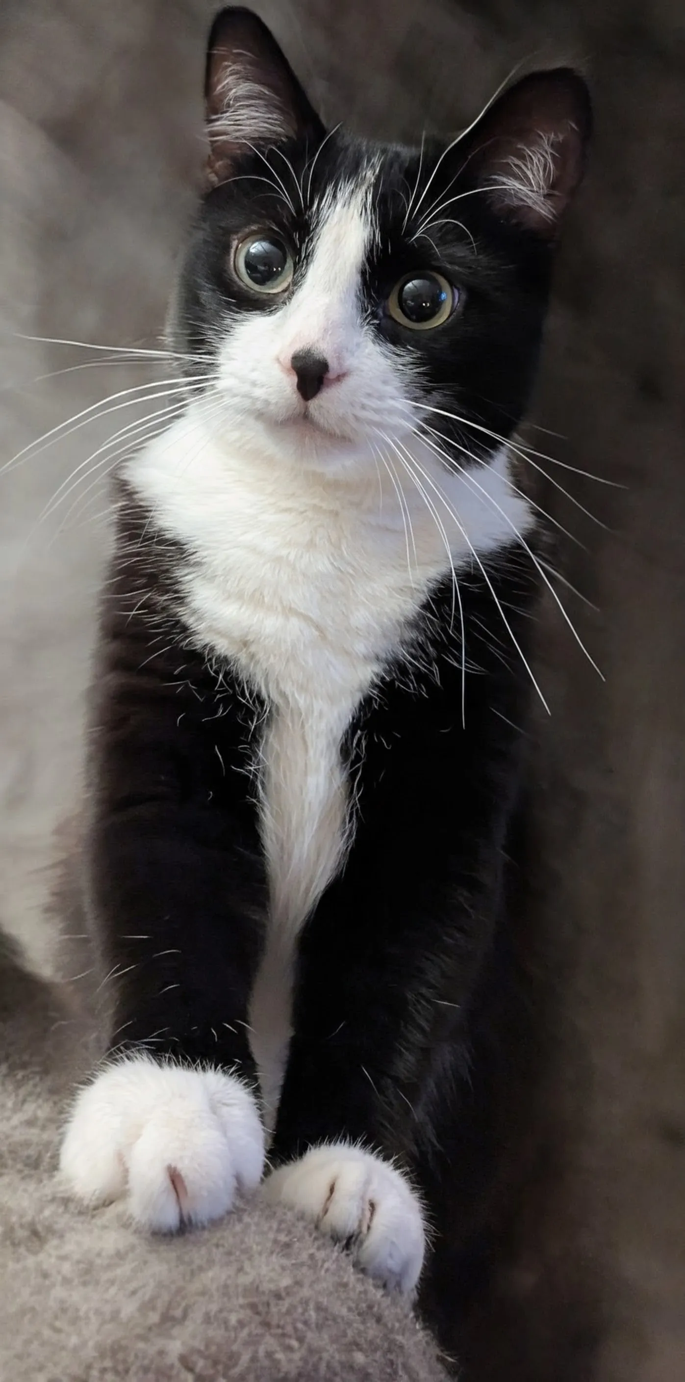 A Portrait of Maya