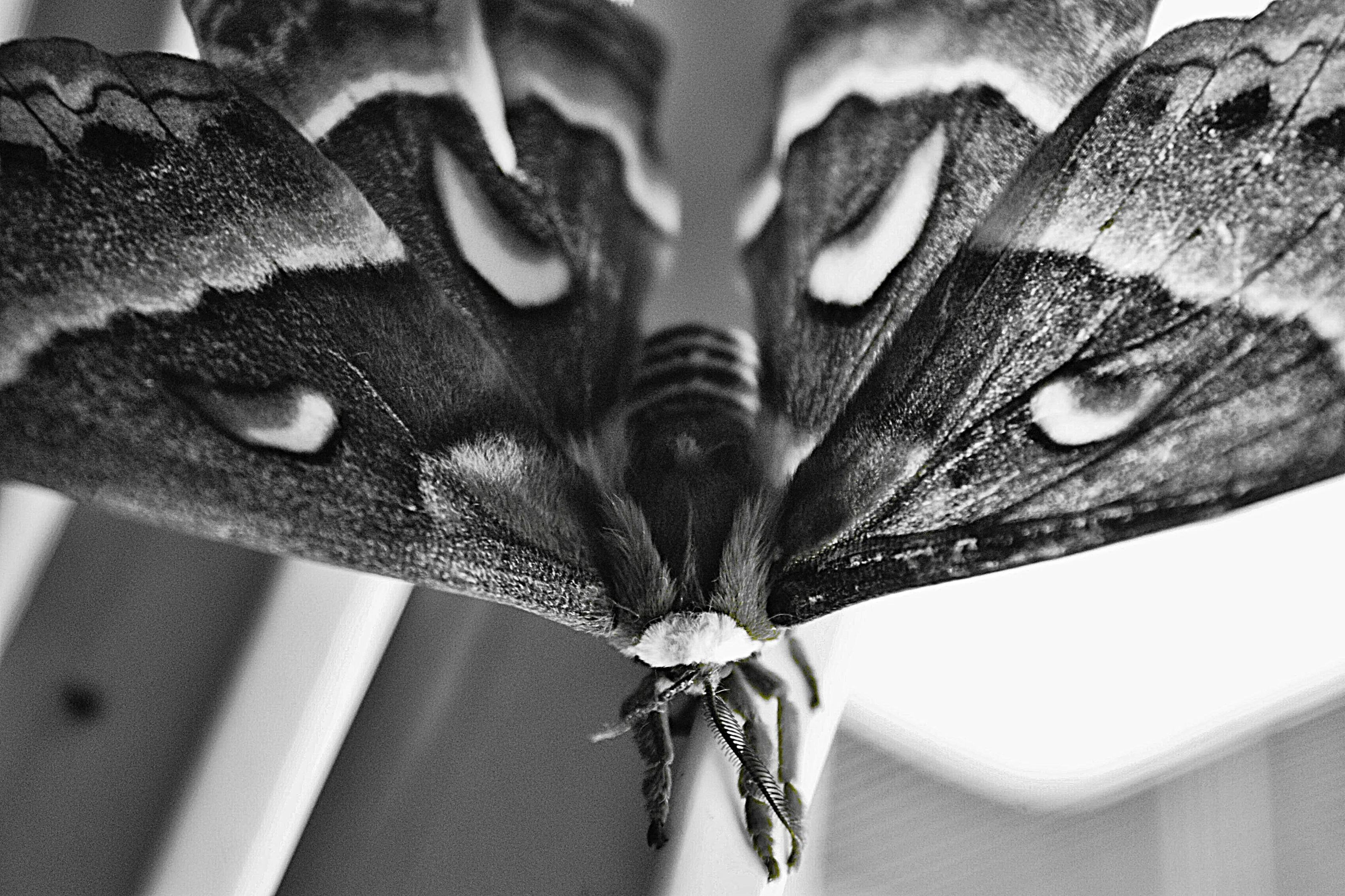 Moths