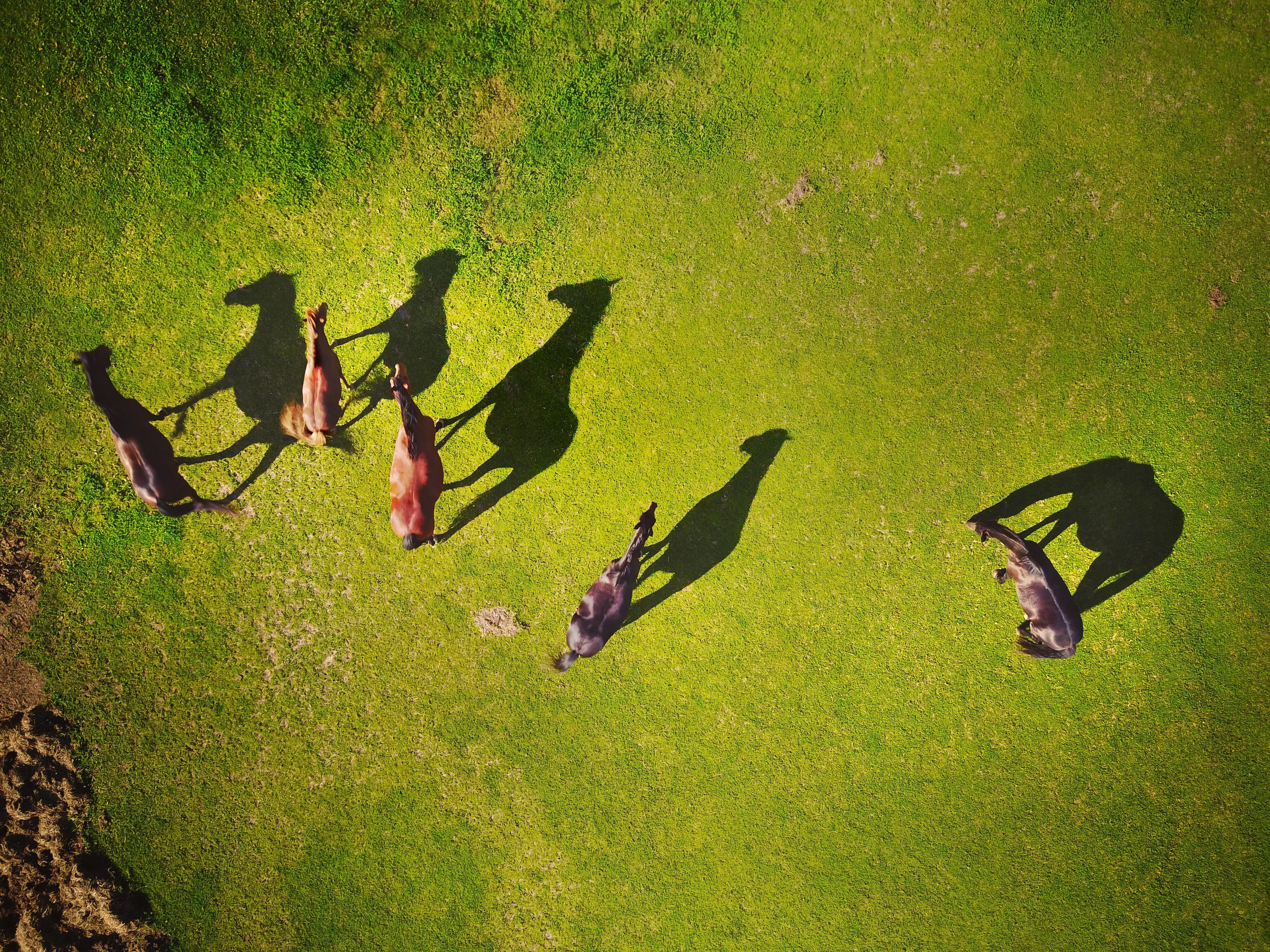 Horse Shadow
